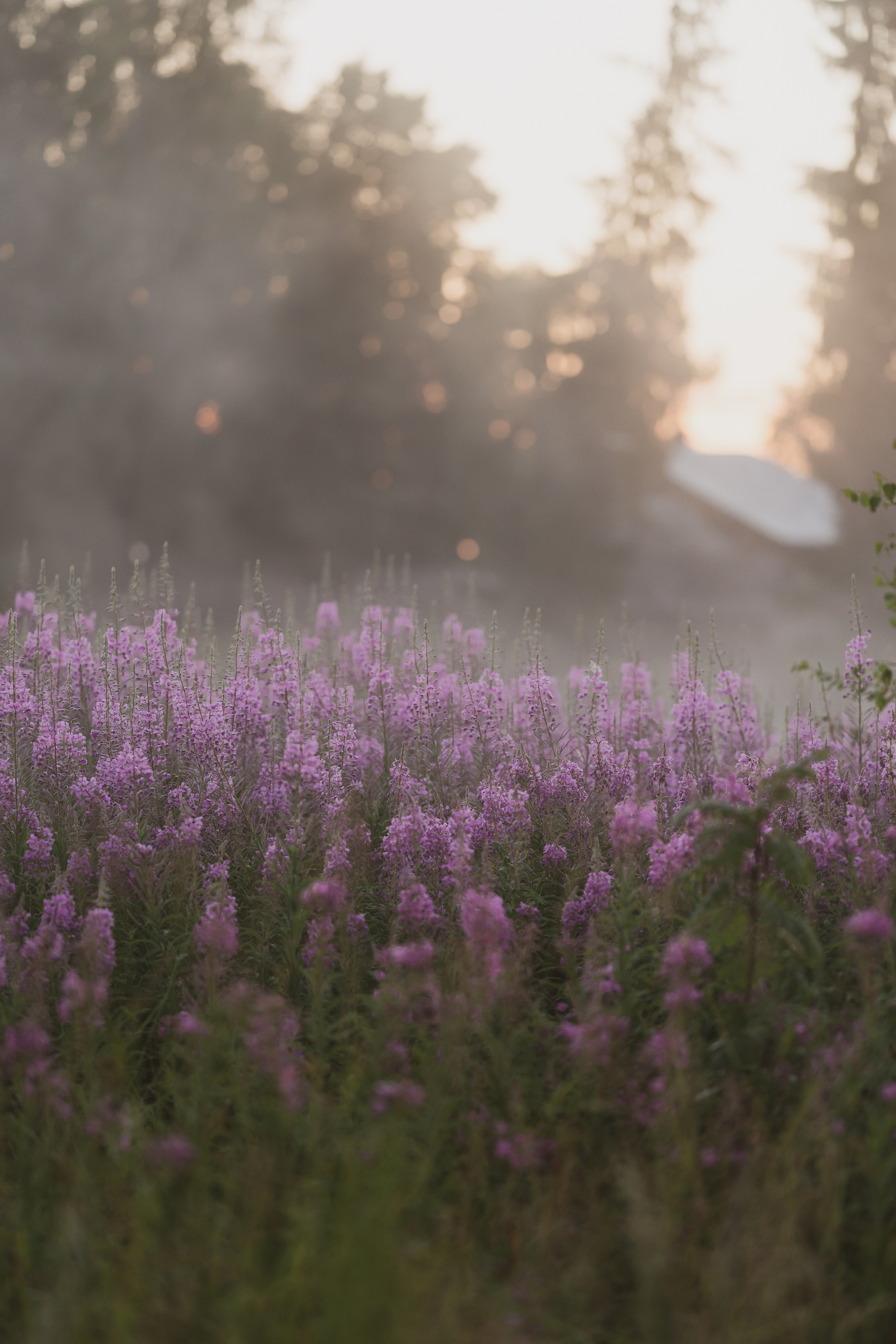 Sunrise.Ivan-chai. Tatiana Smirnova — Photographer