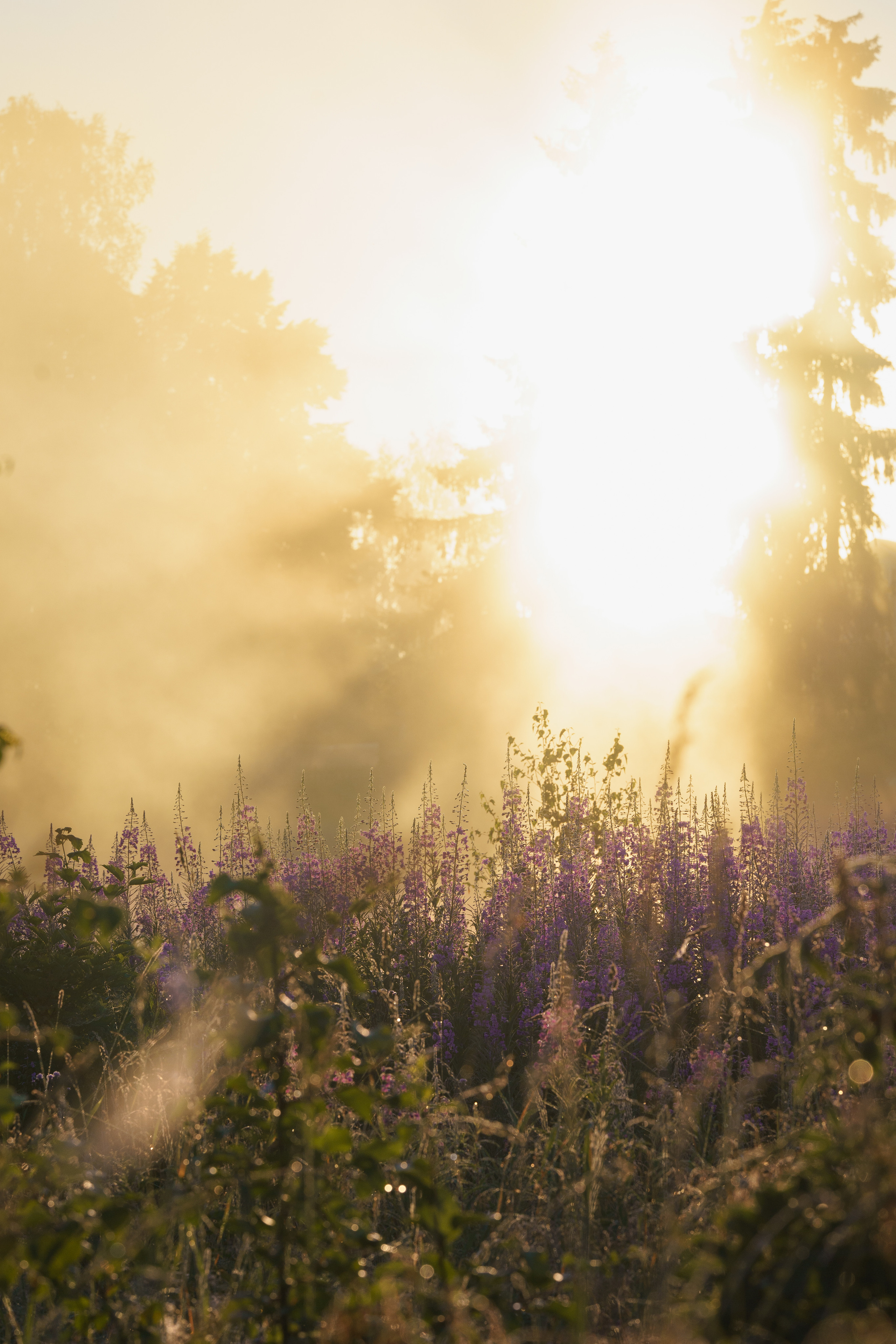 Sunrise.Ivan-chai. Tatiana Smirnova — Photographer