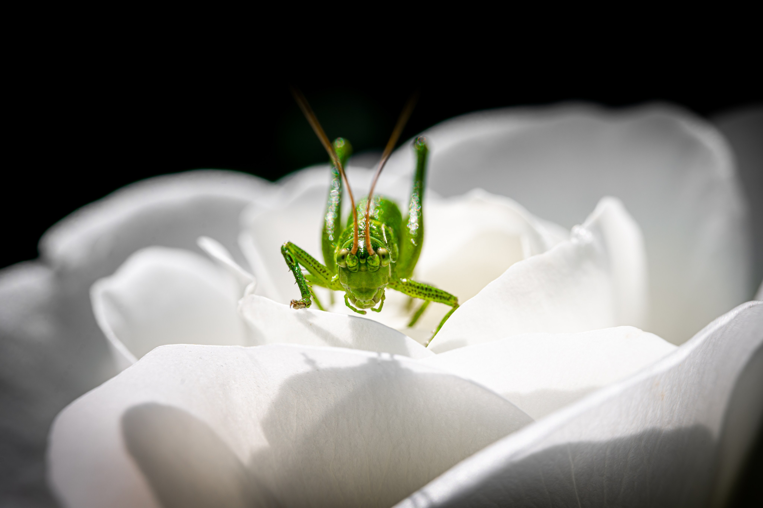 Insetti Simpatici. “Gianmaria Coscia fotografo per passione”