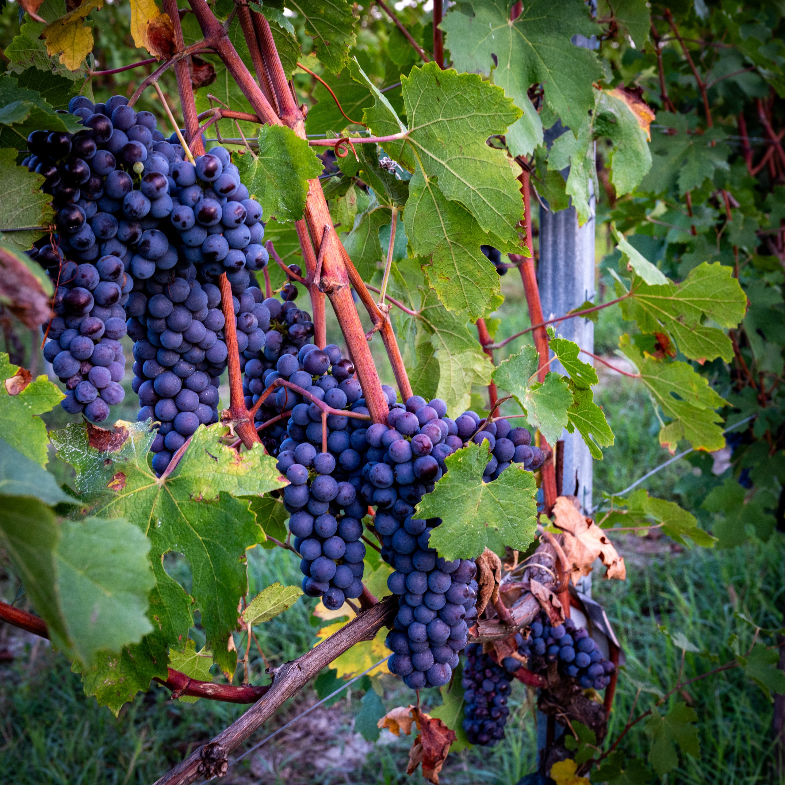 Cantine Boasso Serralunga. “Gianmaria Coscia fotografo per passione”