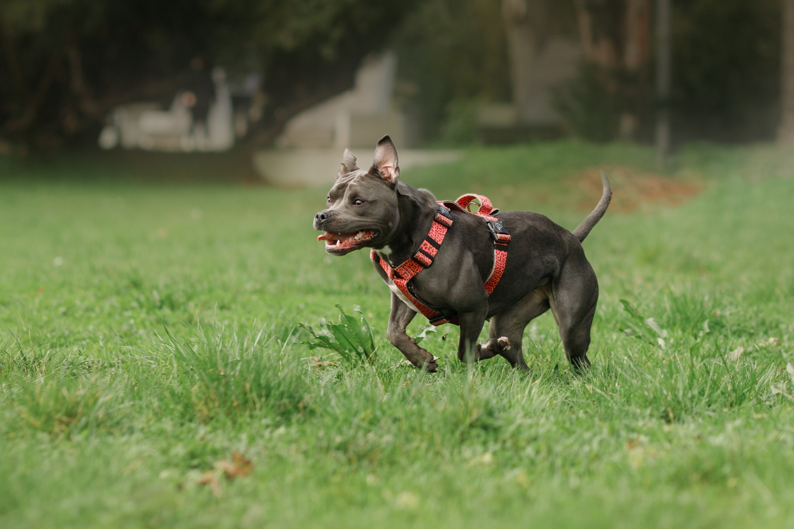 Bombka. Kaja | fotograf we Wrocławiu | ludzie i psy