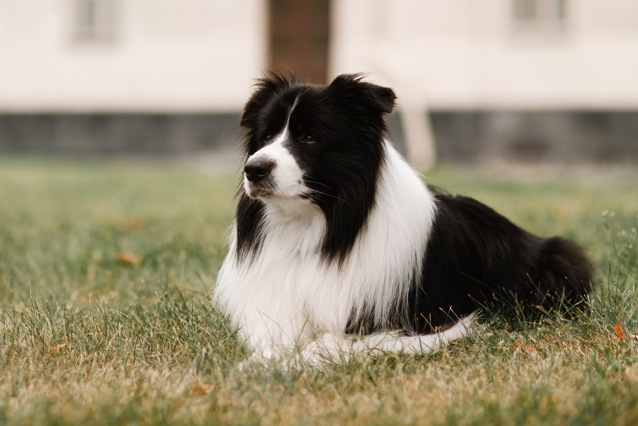 Evgenia & Richard. Kaja | fotograf we Wrocławiu | ludzie i psy