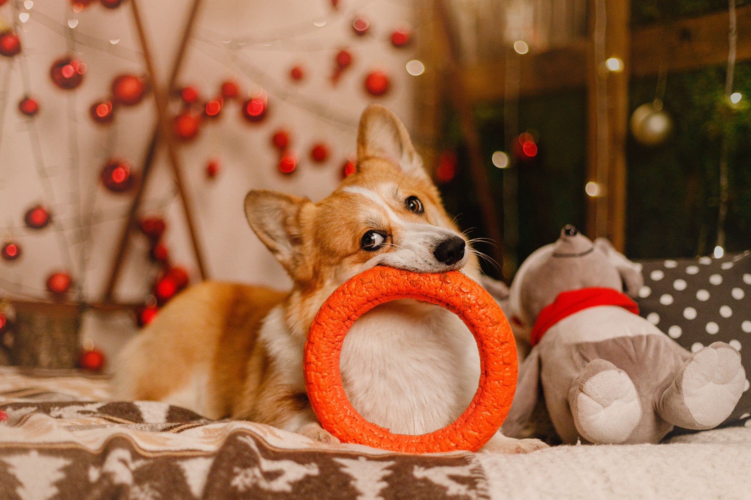 New Year corgis in studio. Kaja | fotograf we Wrocławiu | ludzie i psy