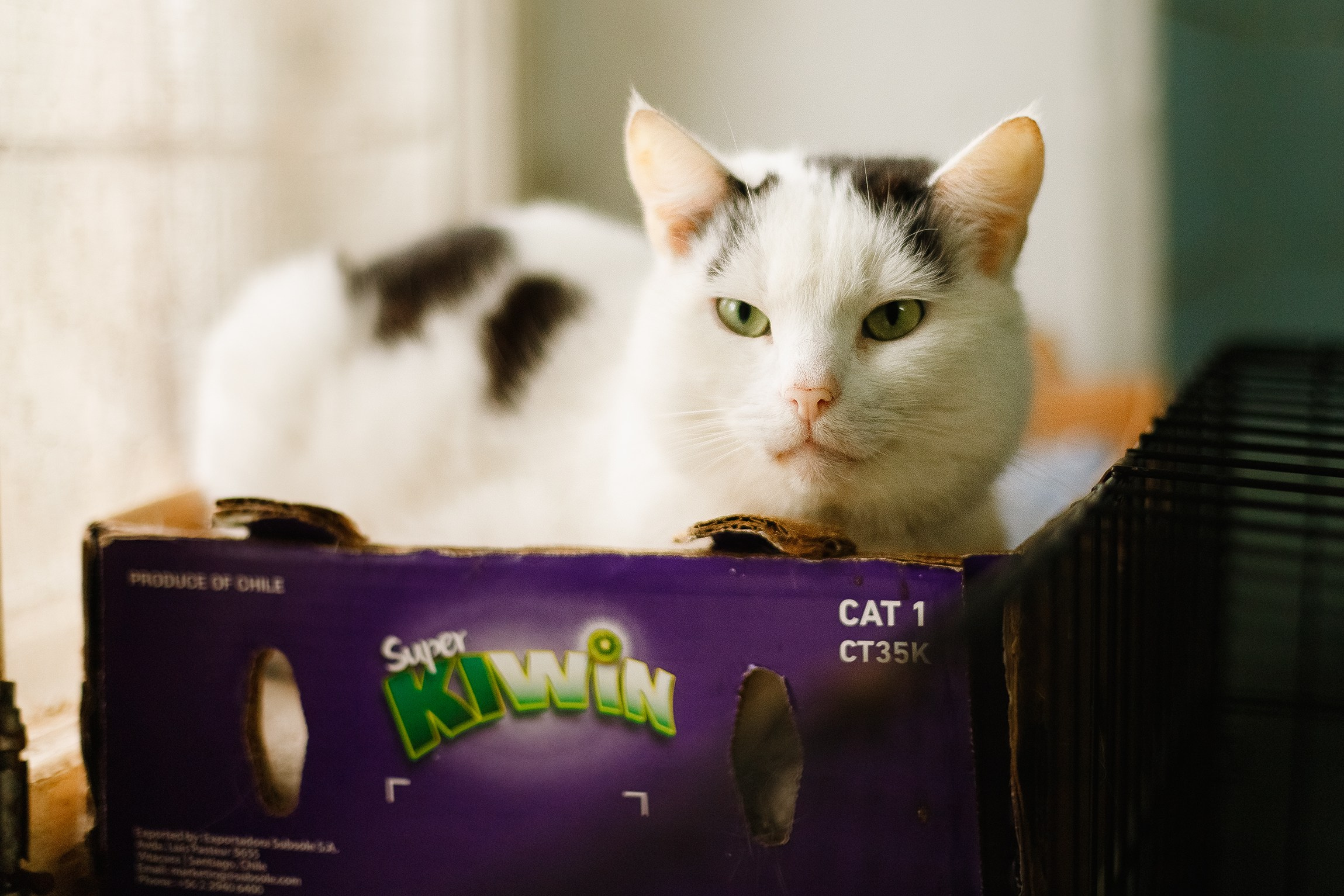 Shelter's cats for adoption. Kaja | fotograf we Wrocławiu | ludzie i psy