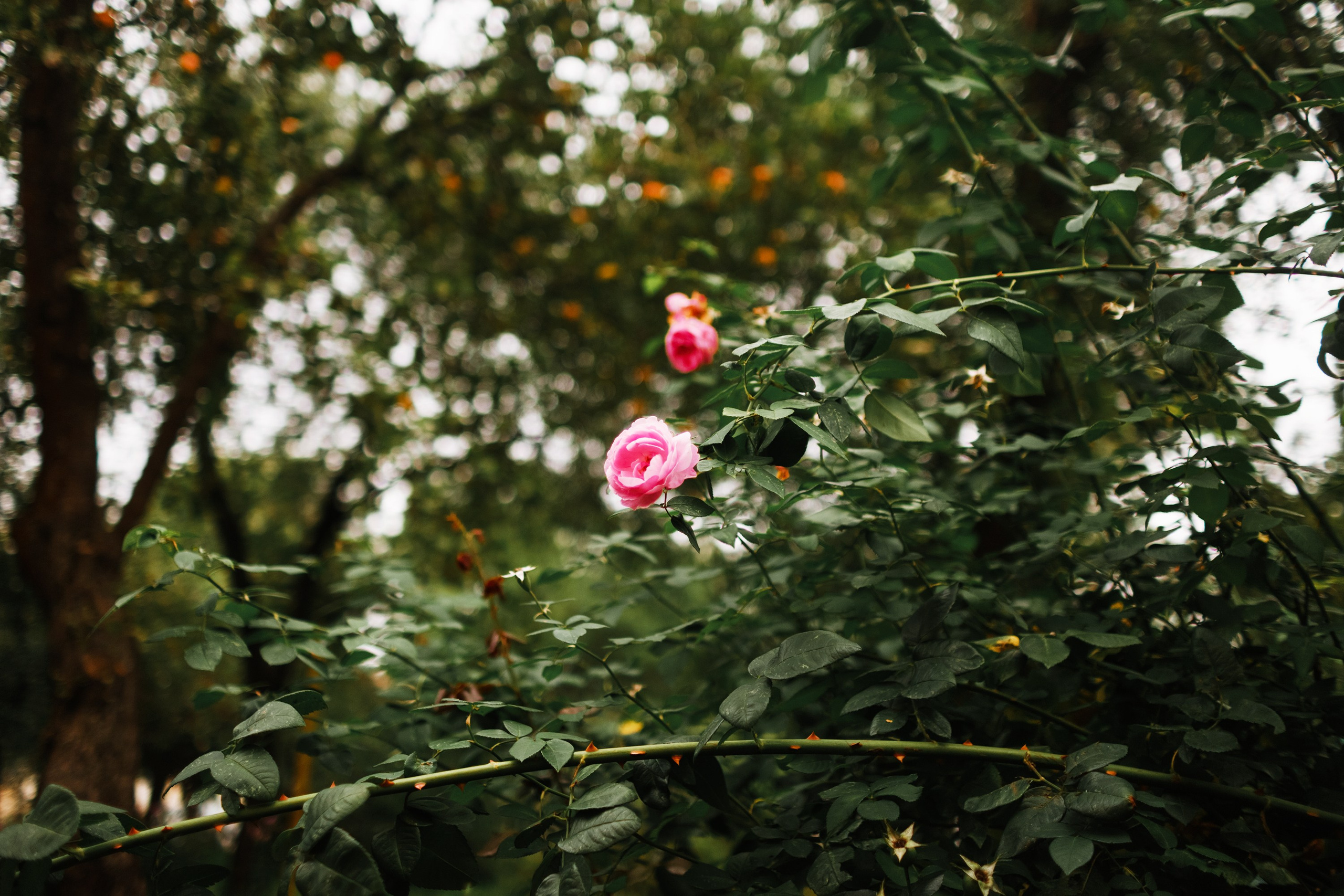 Grodno. Kaja | fotograf we Wrocławiu | ludzie i psy