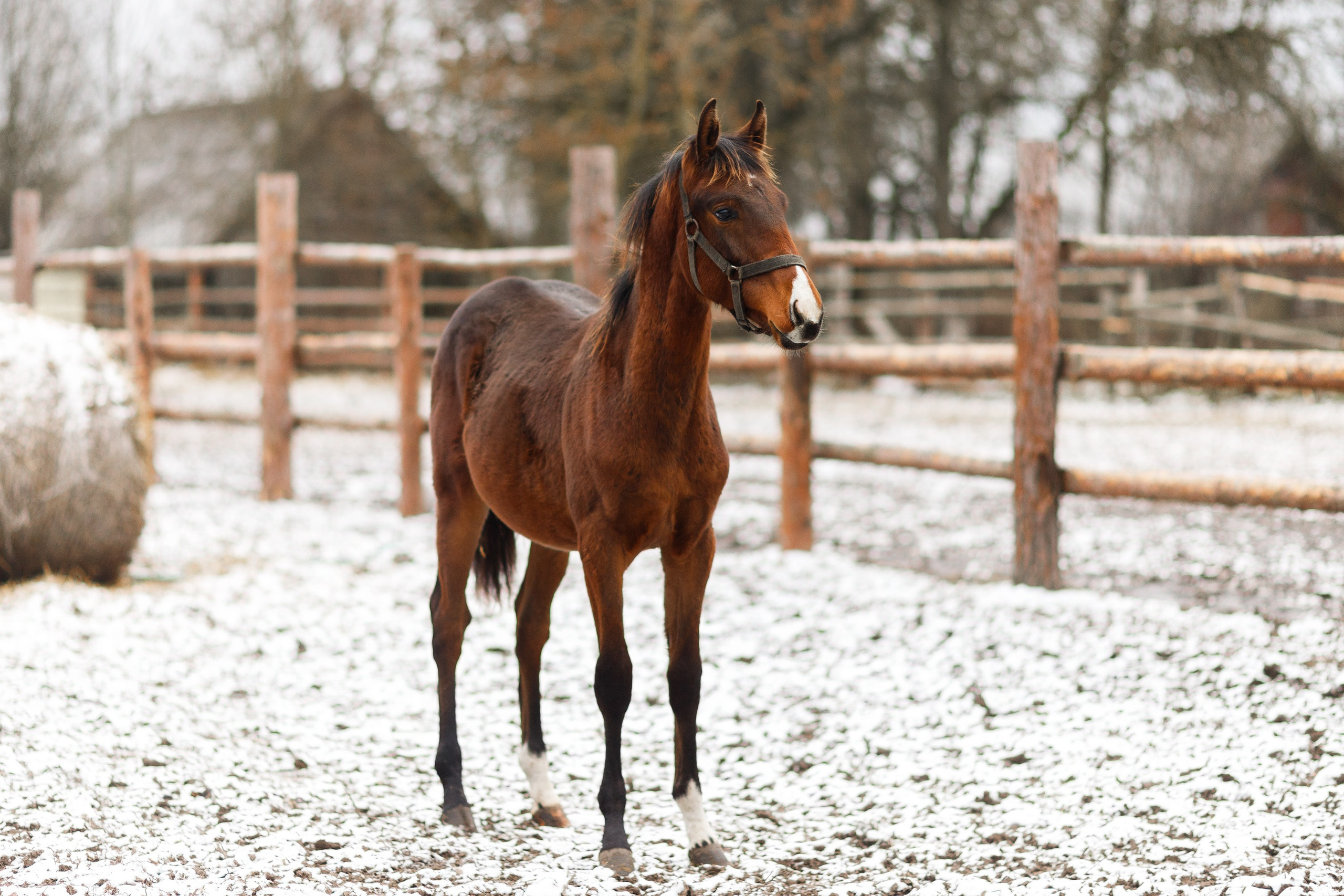 Winter stable. Kaja | fotograf psów we Wrocławiu