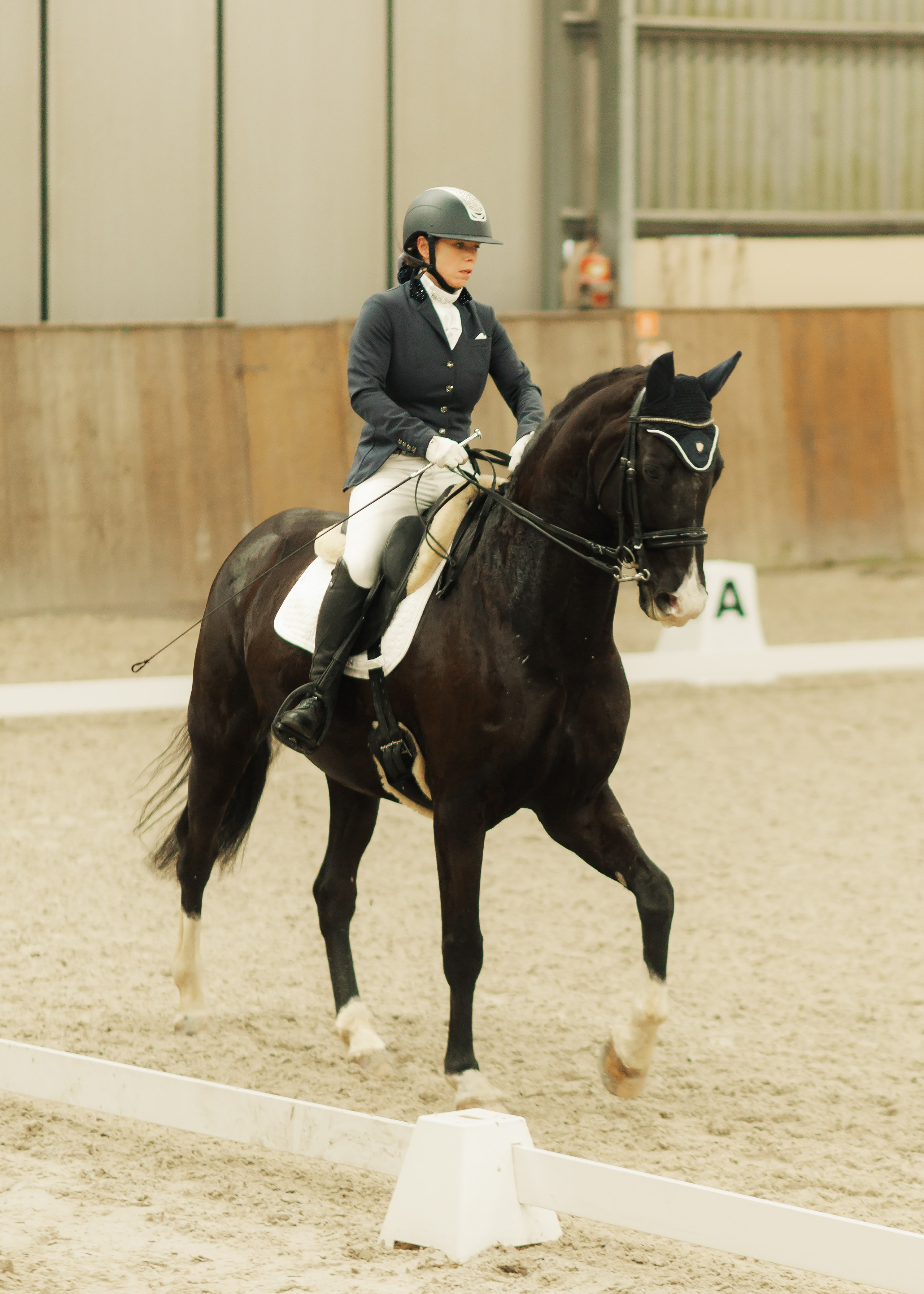 Fotografia koni Wrocław \ ujeżdżenie, Partynice. Kaja | fotograf we Wrocławiu | ludzie i psy