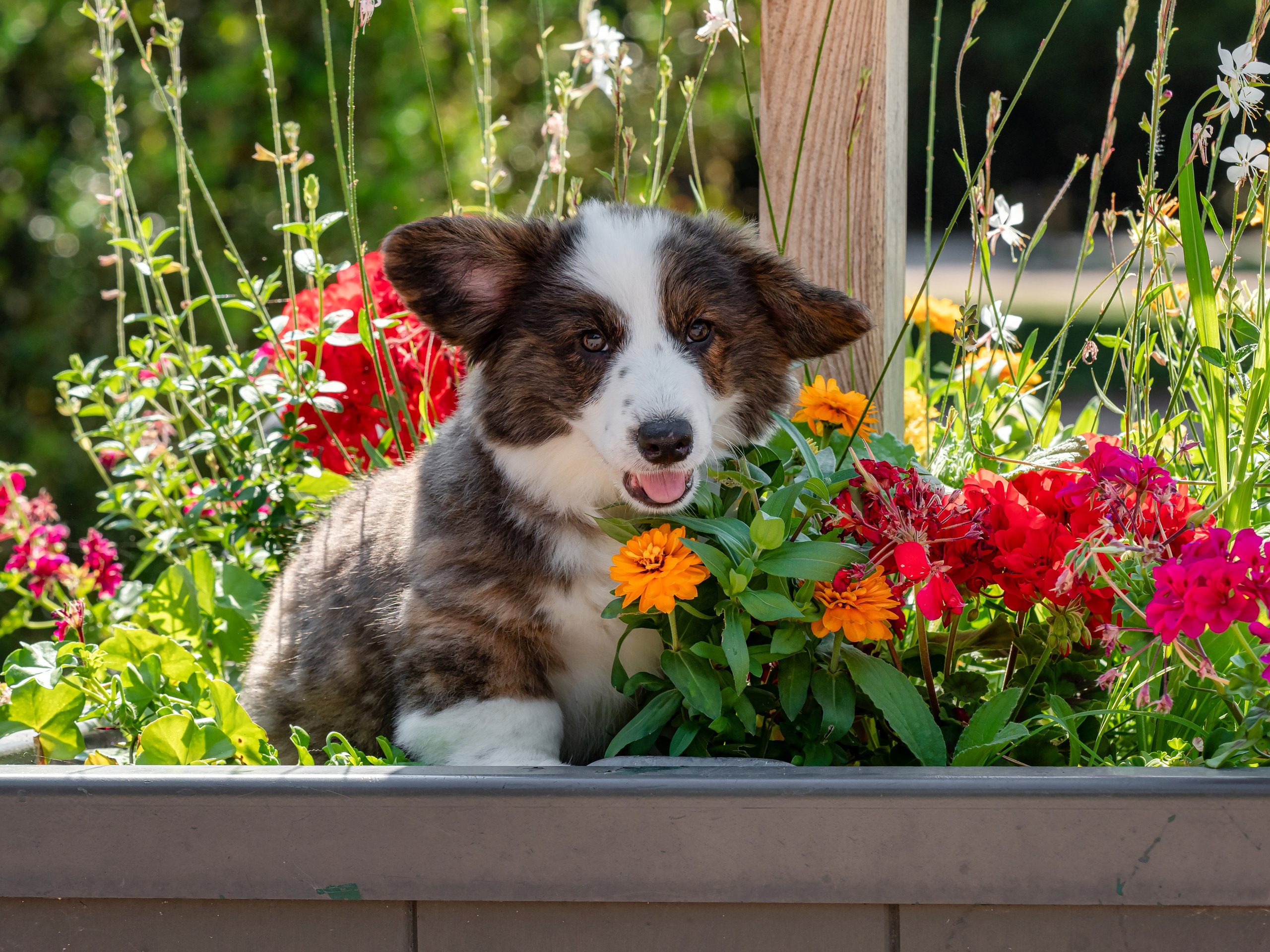 Puppies 03/06/2025. Photographe à Strasbourg | Portraits, Studio, Enfants, Événements