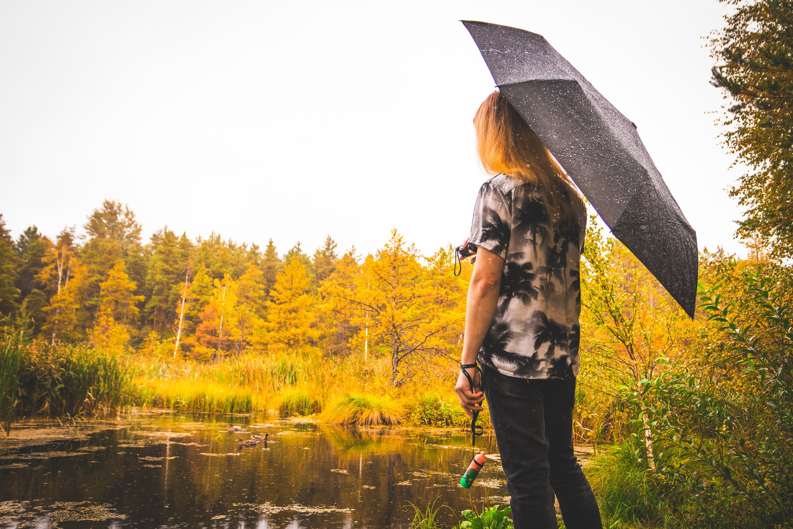 Mets, vihm ja jahedus (Dimitry). Nebula 25 — Fotod teie hingele