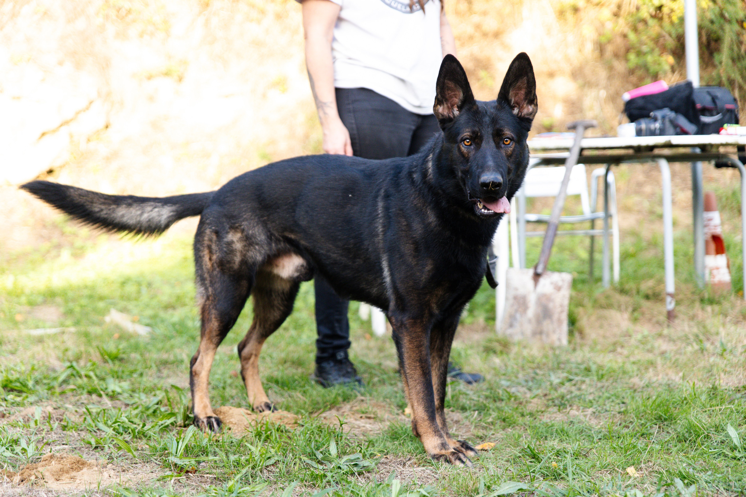 Sesiones fotográficas a mascotas. RabelByCris Fotógrafa en Coruña de Eventos, sesiones, mascotas