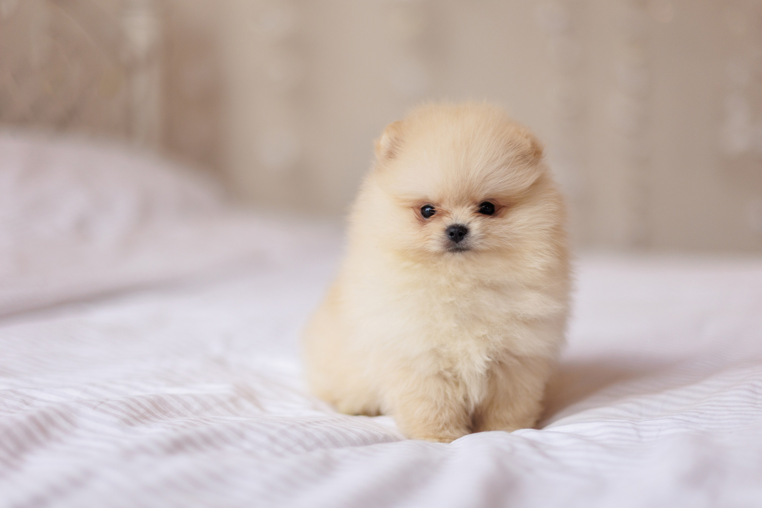 Pomeranian puppies. Семейный фотограф в Кишинёве Пулькина Ольга
