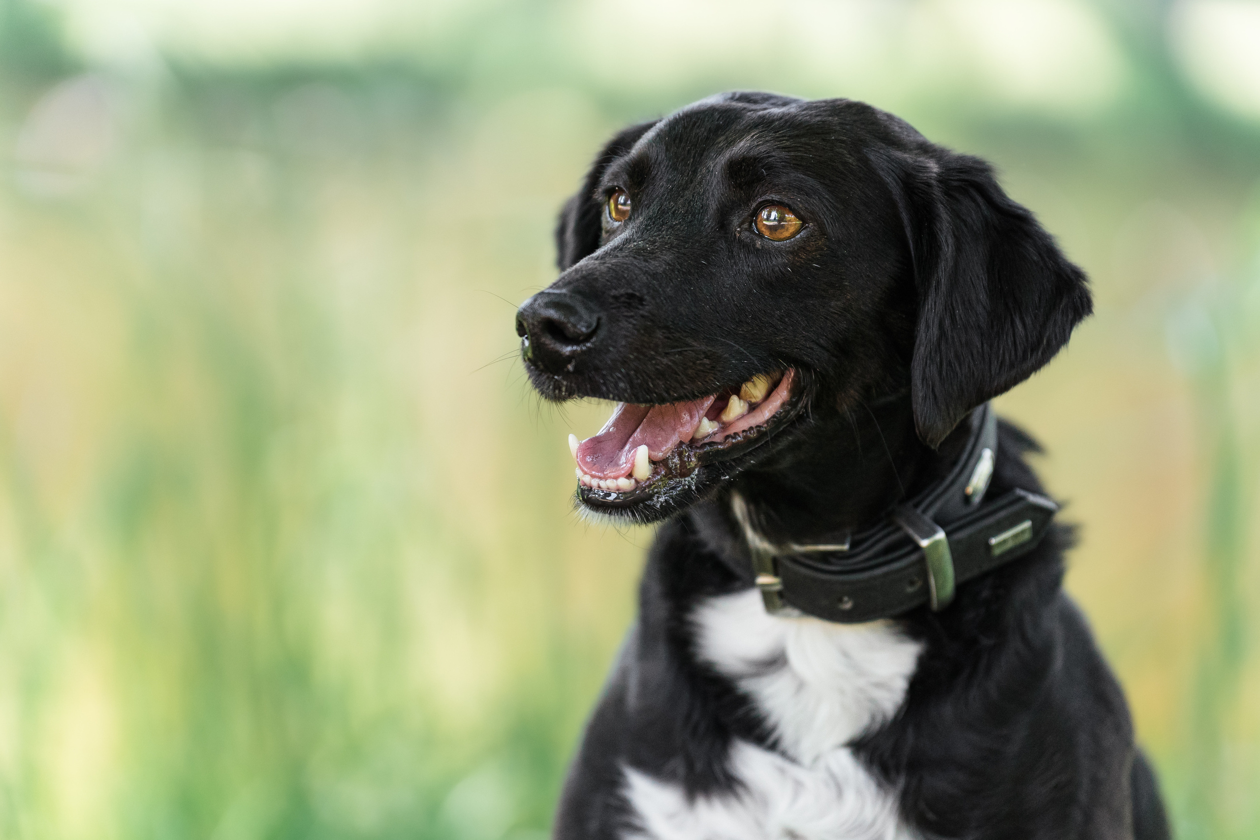 Hundeshooting mit Alina und Lara. Thorben Ihler - Dein Fotograf aus Emden