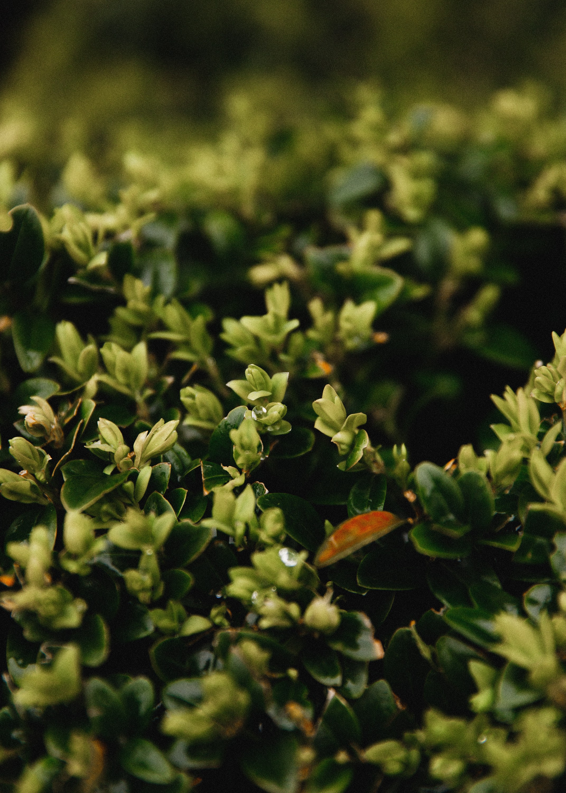 Botanical garden in Wroclaw. Kaja | fotograf we Wrocławiu | ludzie i psy