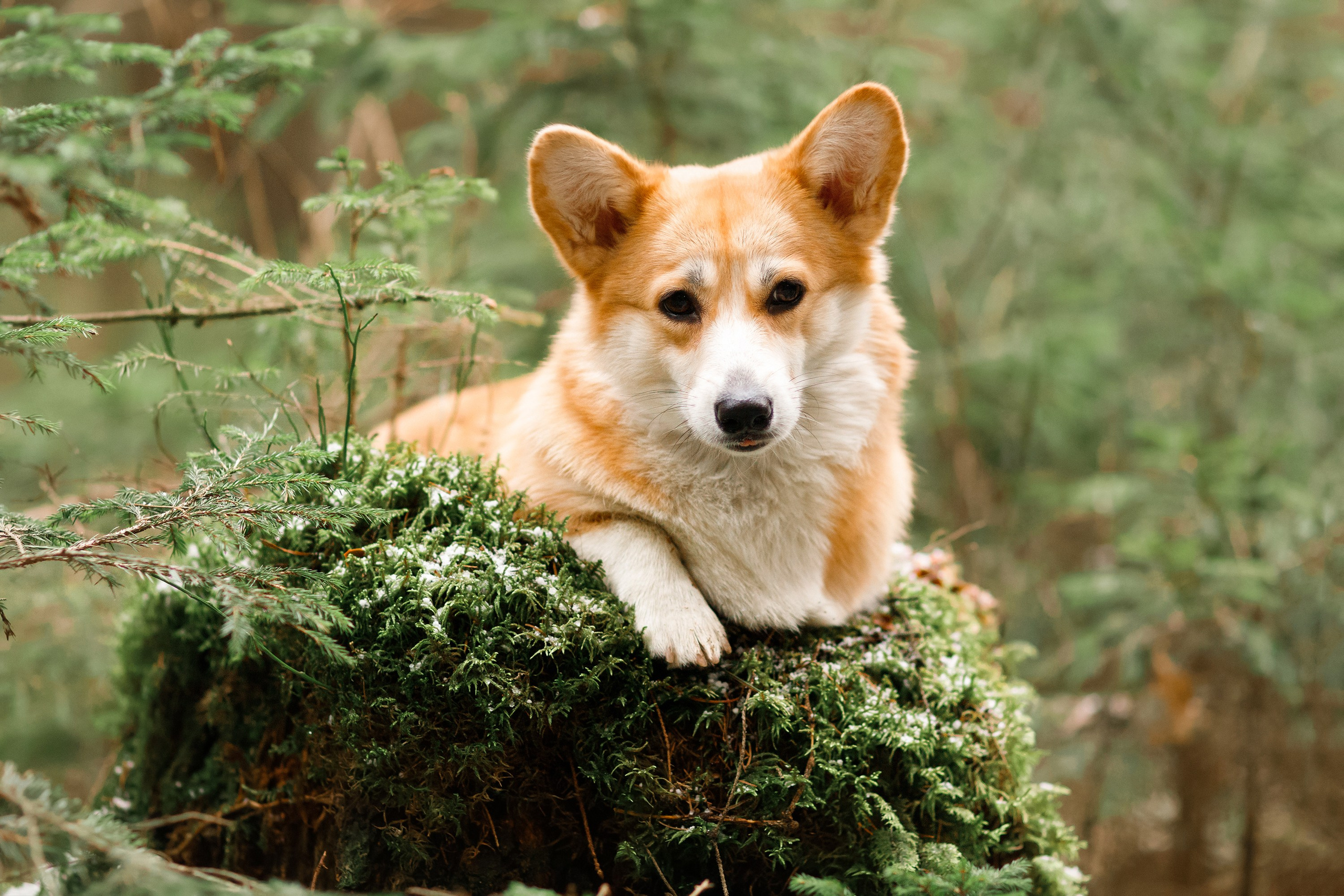 Corgi kennel & some other dogs in the forest. Kaja | fotograf psów we Wrocławiu