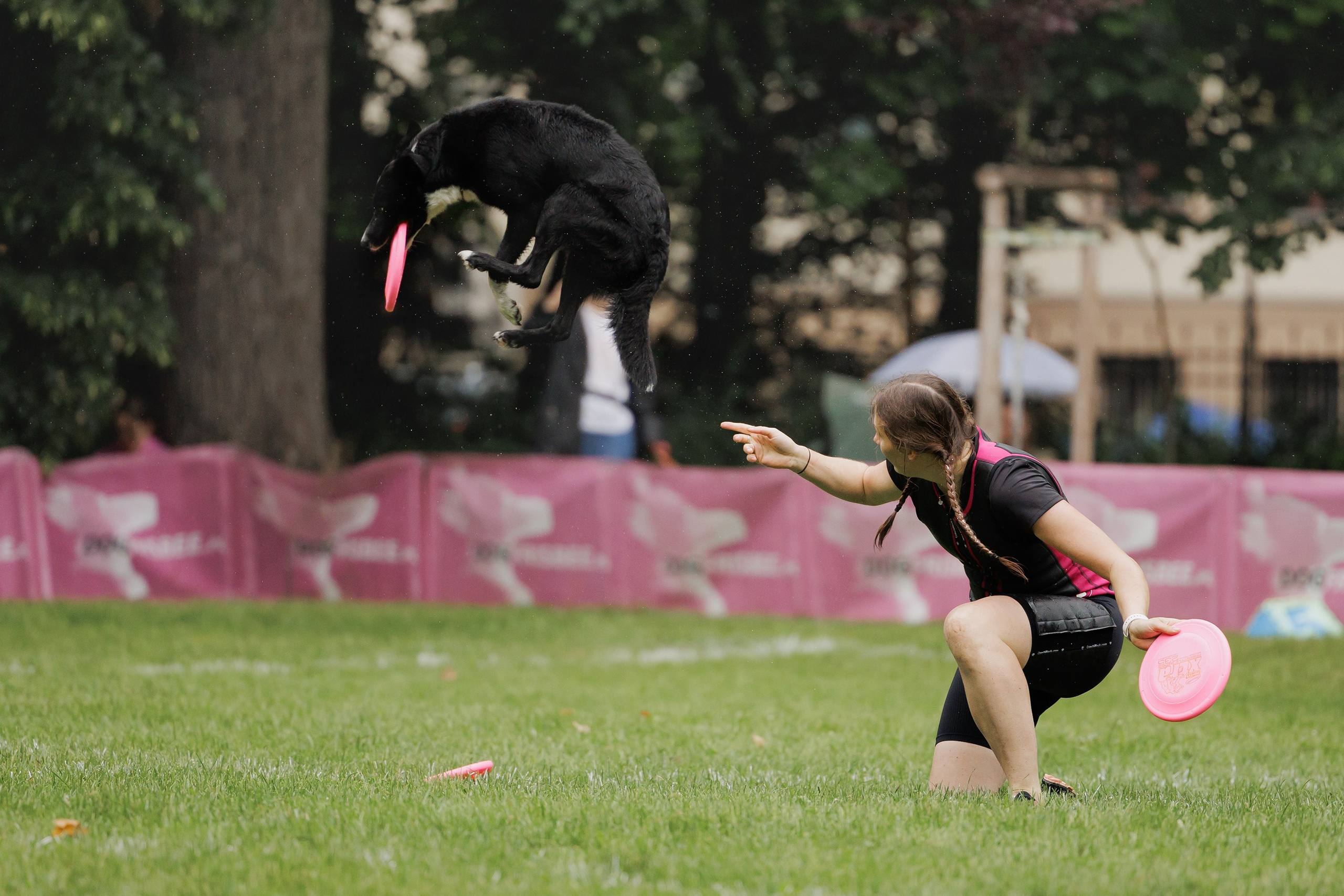Latające psy, Wrocław'25. Kaja | fotograf psów we Wrocławiu