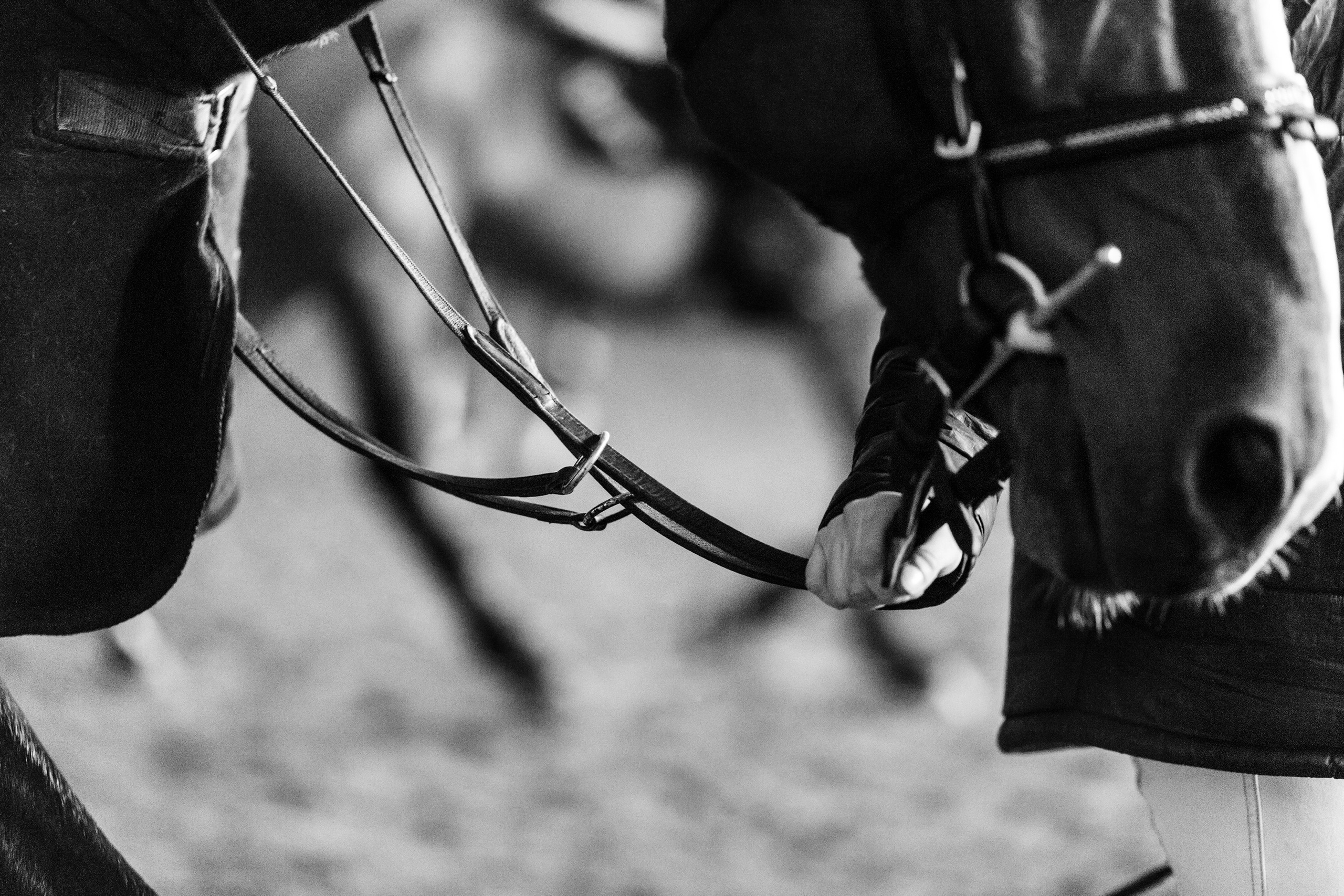 Winter show jumping in «Progress». Kaja | fotograf we Wrocławiu | ludzie i psy