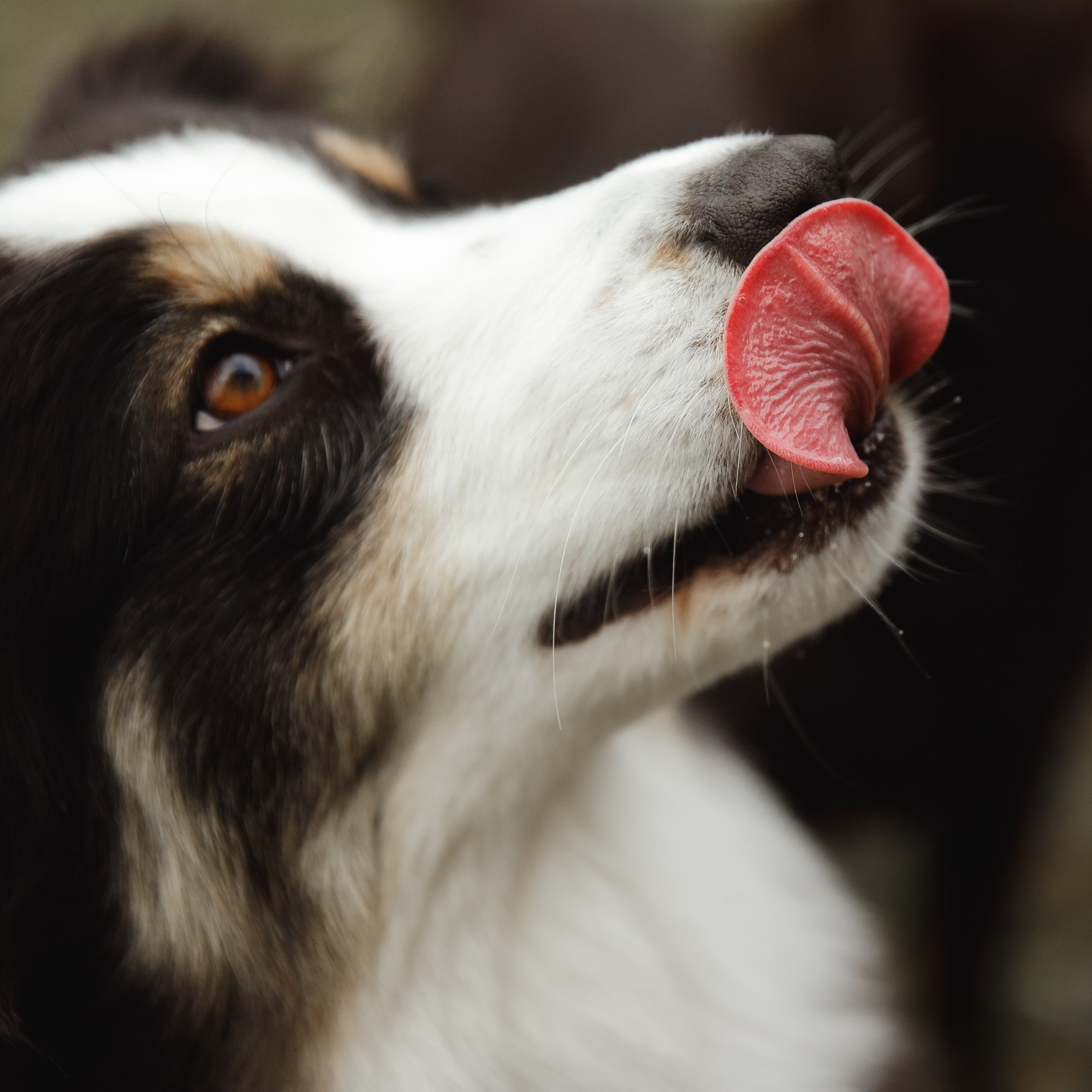 Finnish mossy hills. Kaja | fotograf psów we Wrocławiu