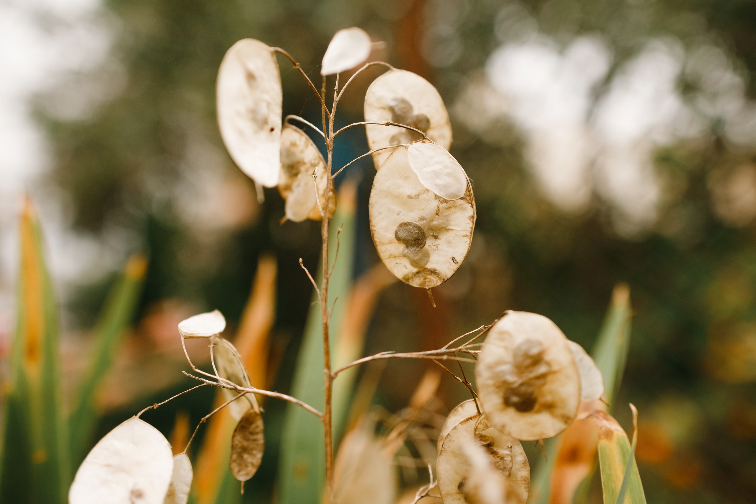 Grodno. Kaja | fotograf we Wrocławiu | ludzie i psy
