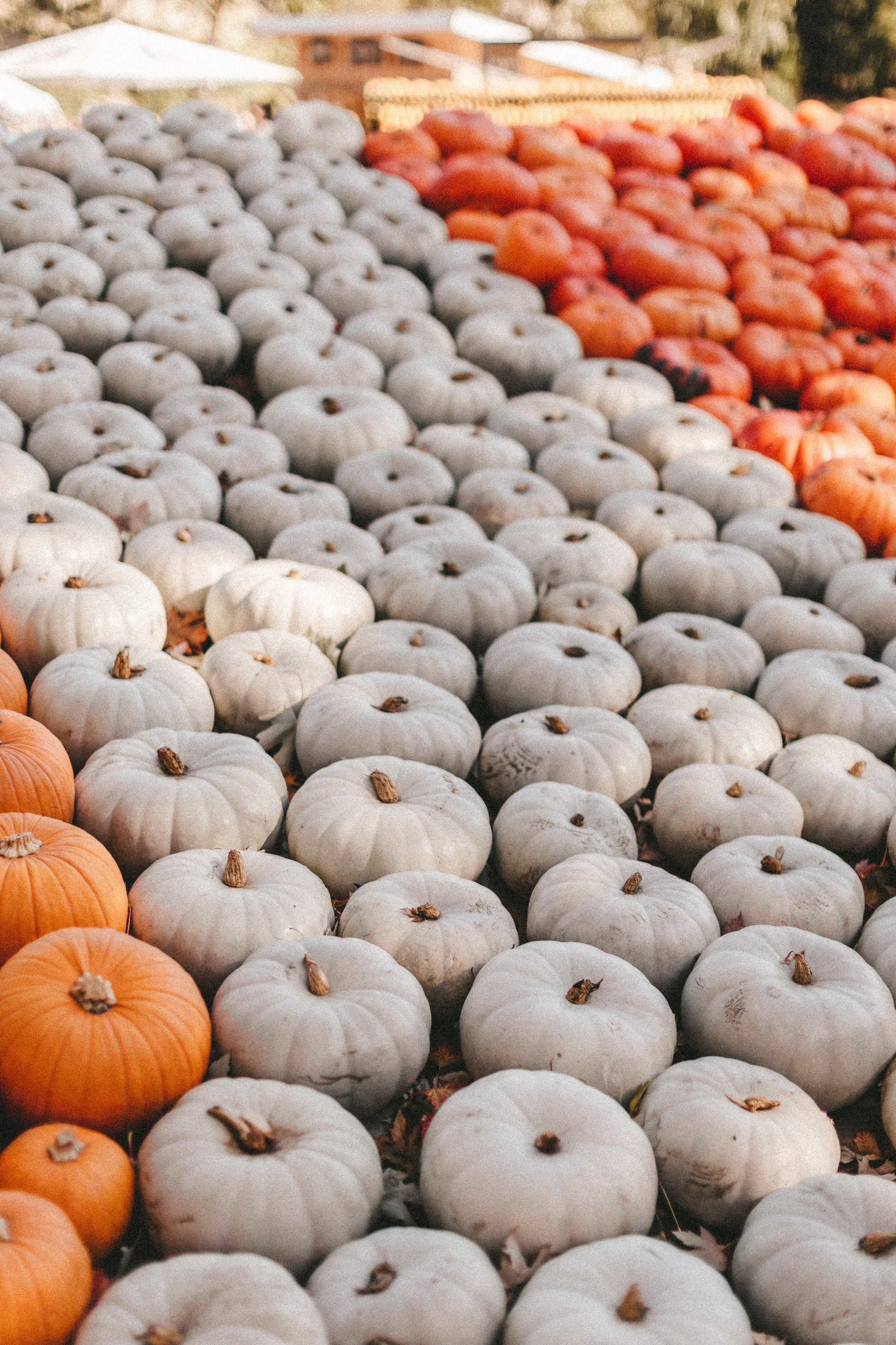 Фестиваль тыкв в Людвигсбурге. Фотограф в Германии — Мария Чистякова