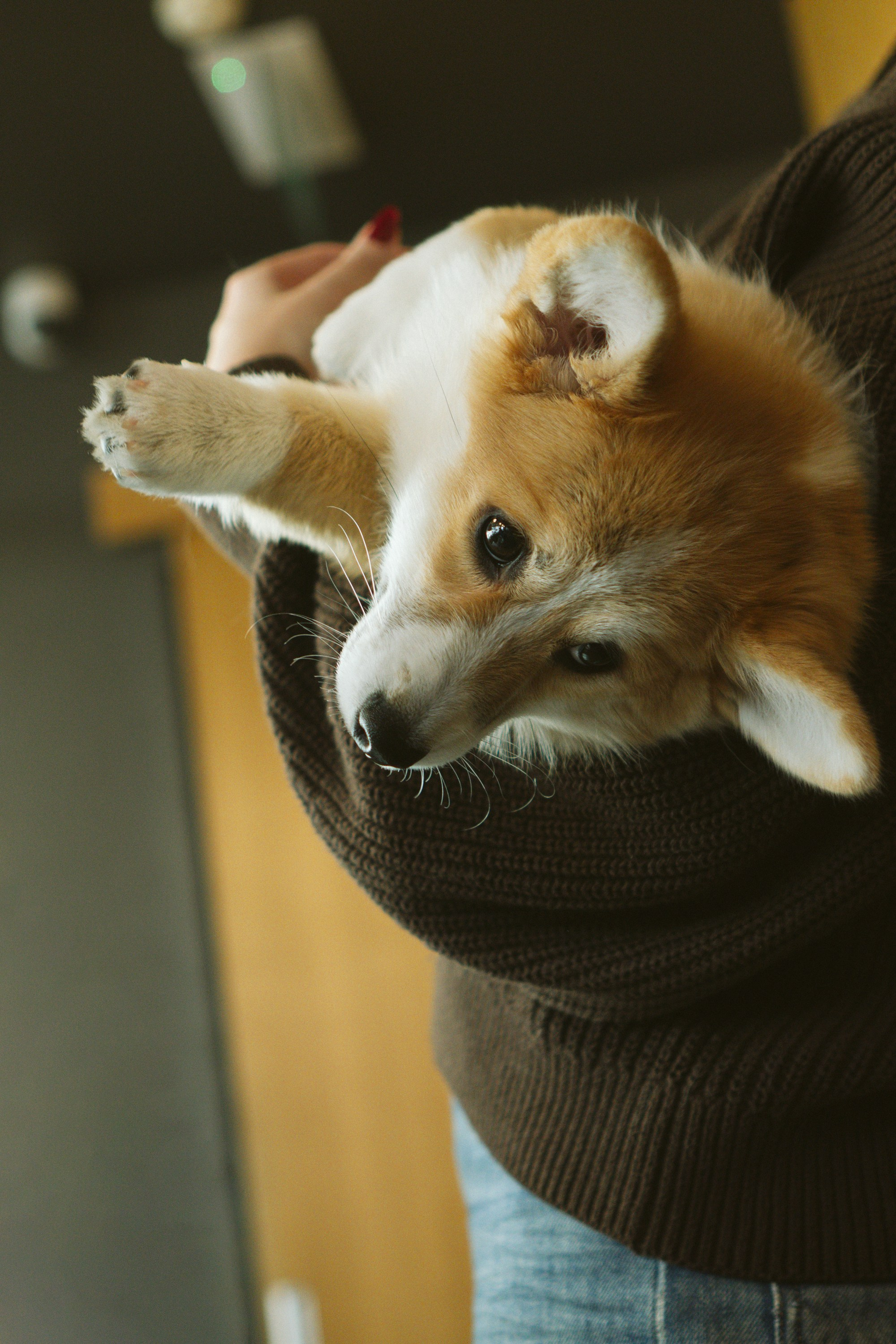 Anastasia and her Ada, Pembroke Welsh Corgi. Kat Laisaar — Pet photographer in Tallinn
