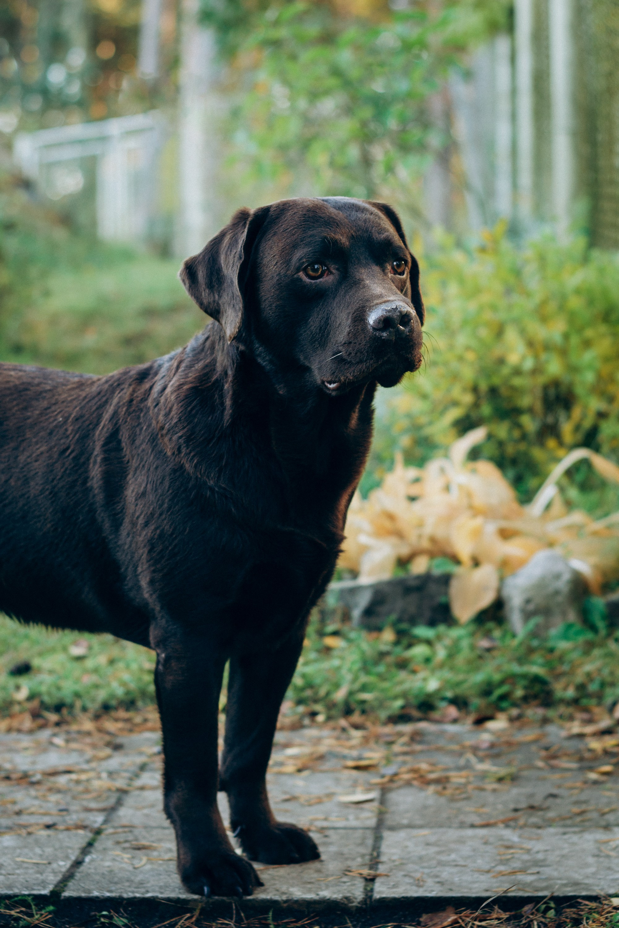 Harvi, chocolate Labrador Retriever. Kat Laisaar — Pet photographer in Tallinn