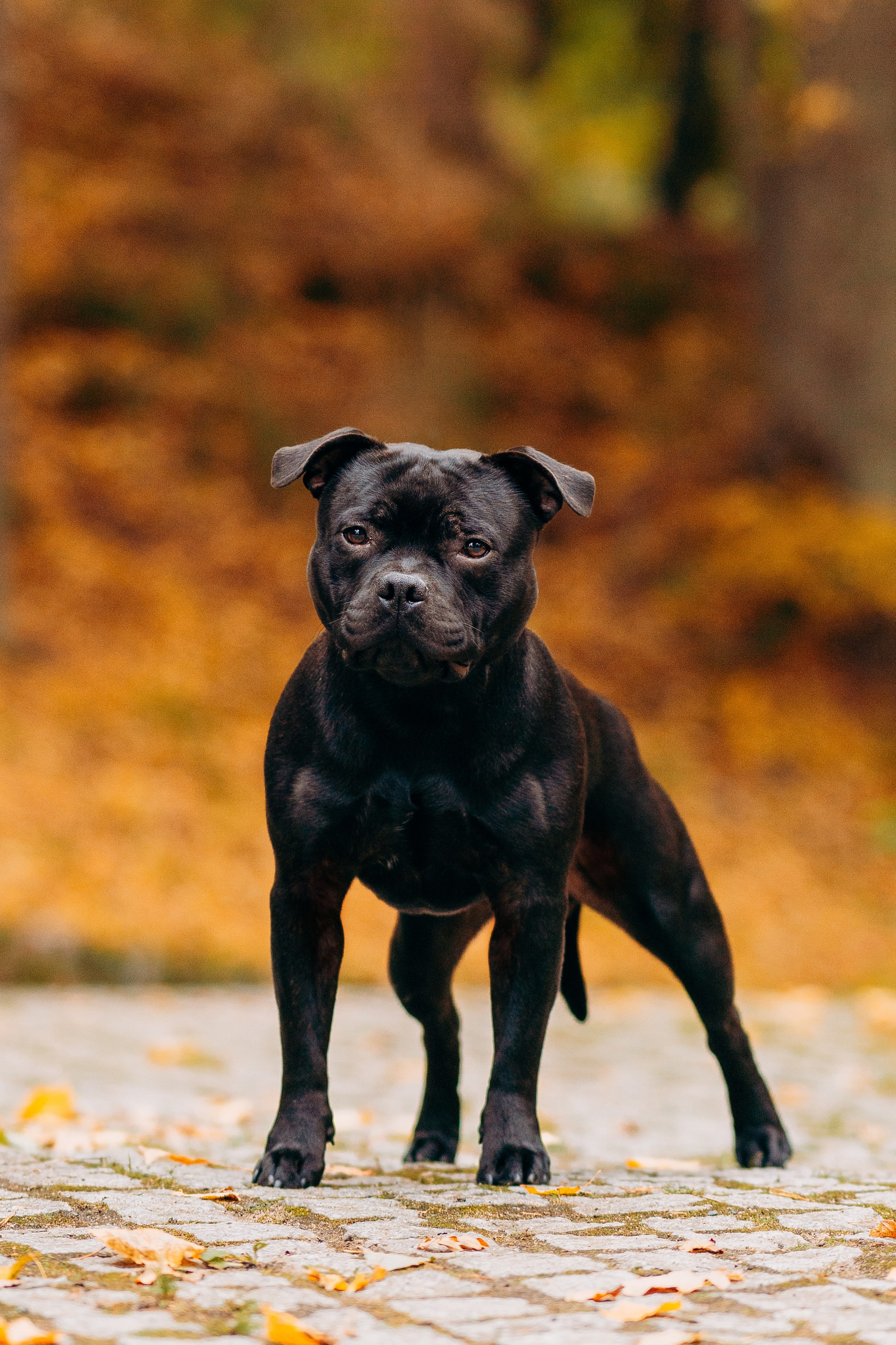Staffordshire Bull Terriers Meetup. Kat Laisaar — Pet photographer in Tallinn