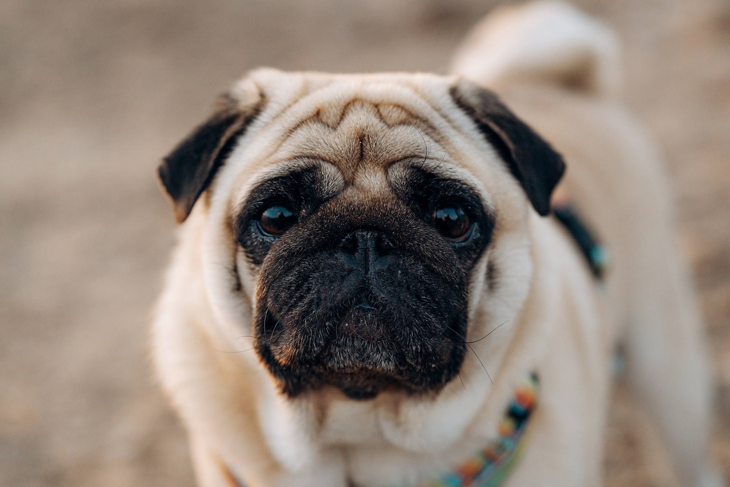 Frank, Tony, Katerina & Lev. Kat Laisaar — Pet photographer in Tallinn