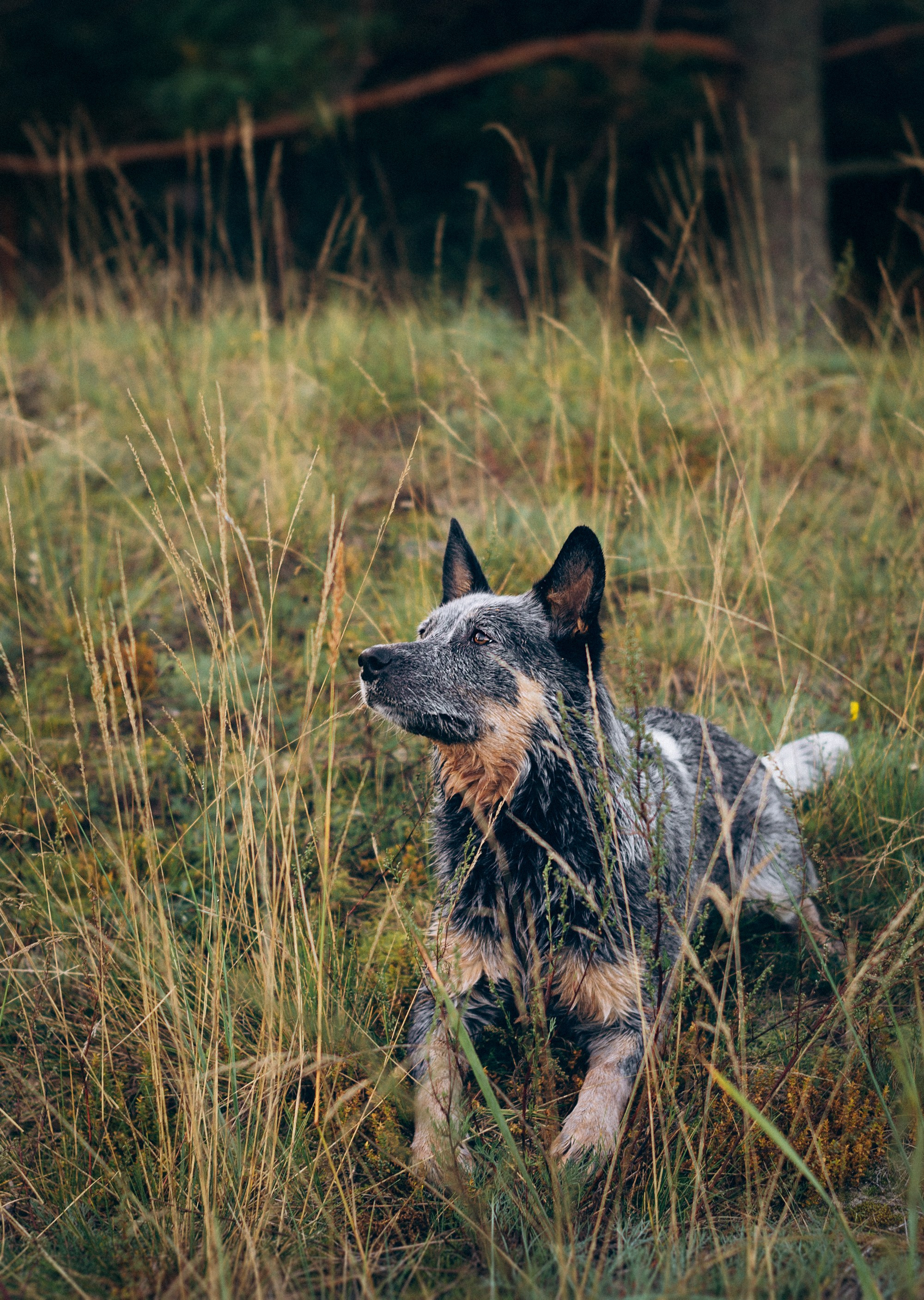 Dakota, Australian Cattle Dog. Kat Laisaar — Pet photographer in Tallinn