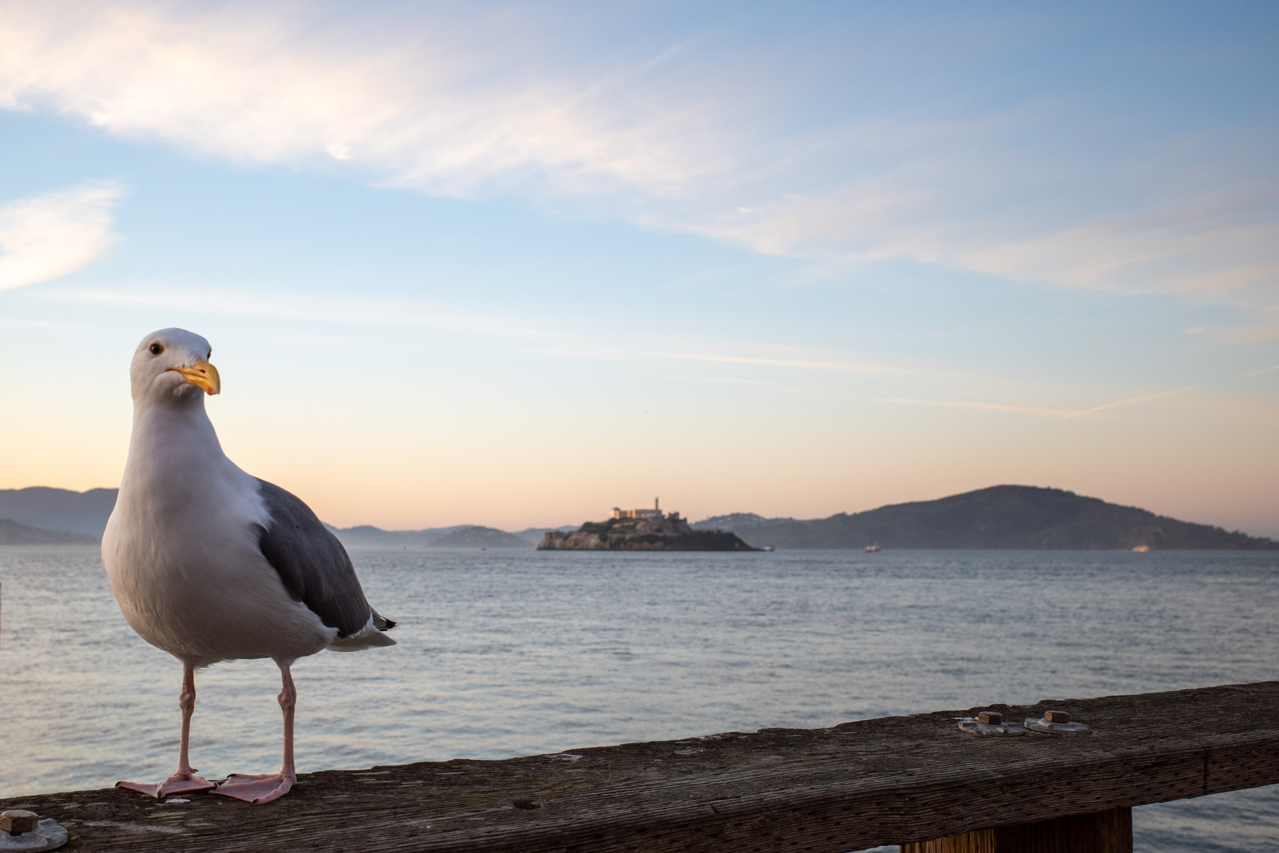 San Francisco. Aleks.photo | Book a photoshoot