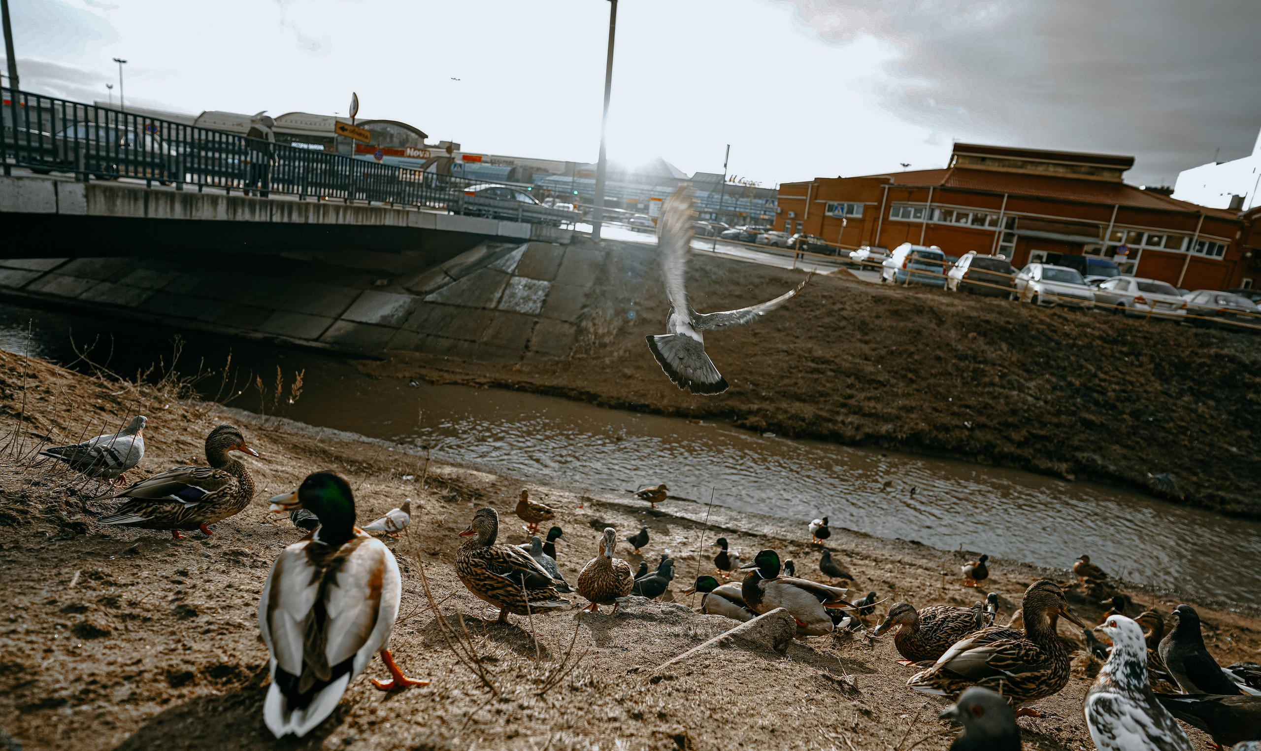 Пернатый психоз. Стрит-фотография, полная абсурда, идиотизма и красоты