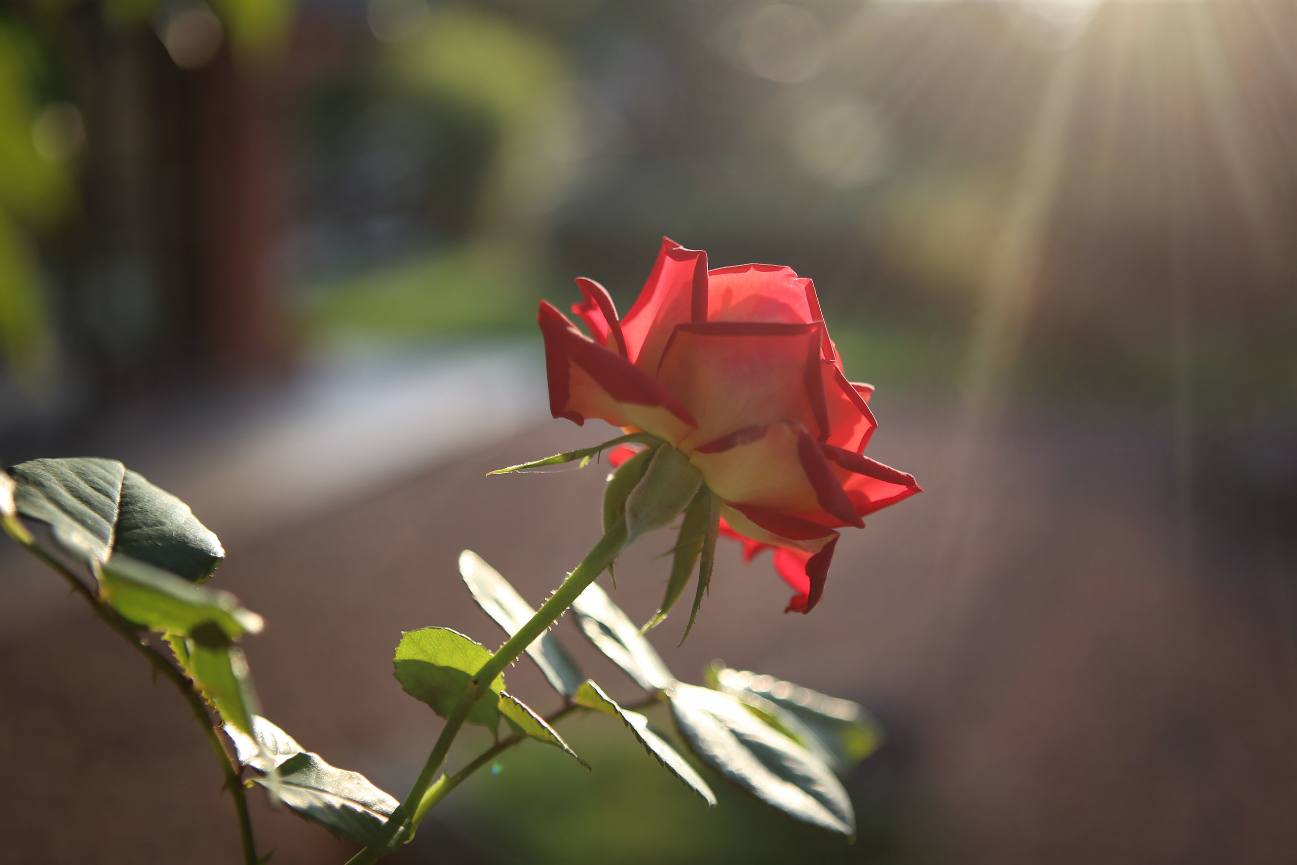 Summer. YuAnna studio. Family & Kids Photographer in Seattle area, located in