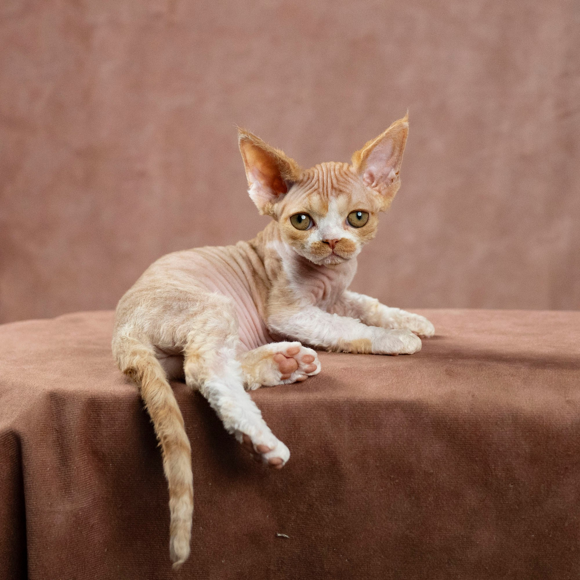 Dobby, boy. Devon Rex Pixie Cattery