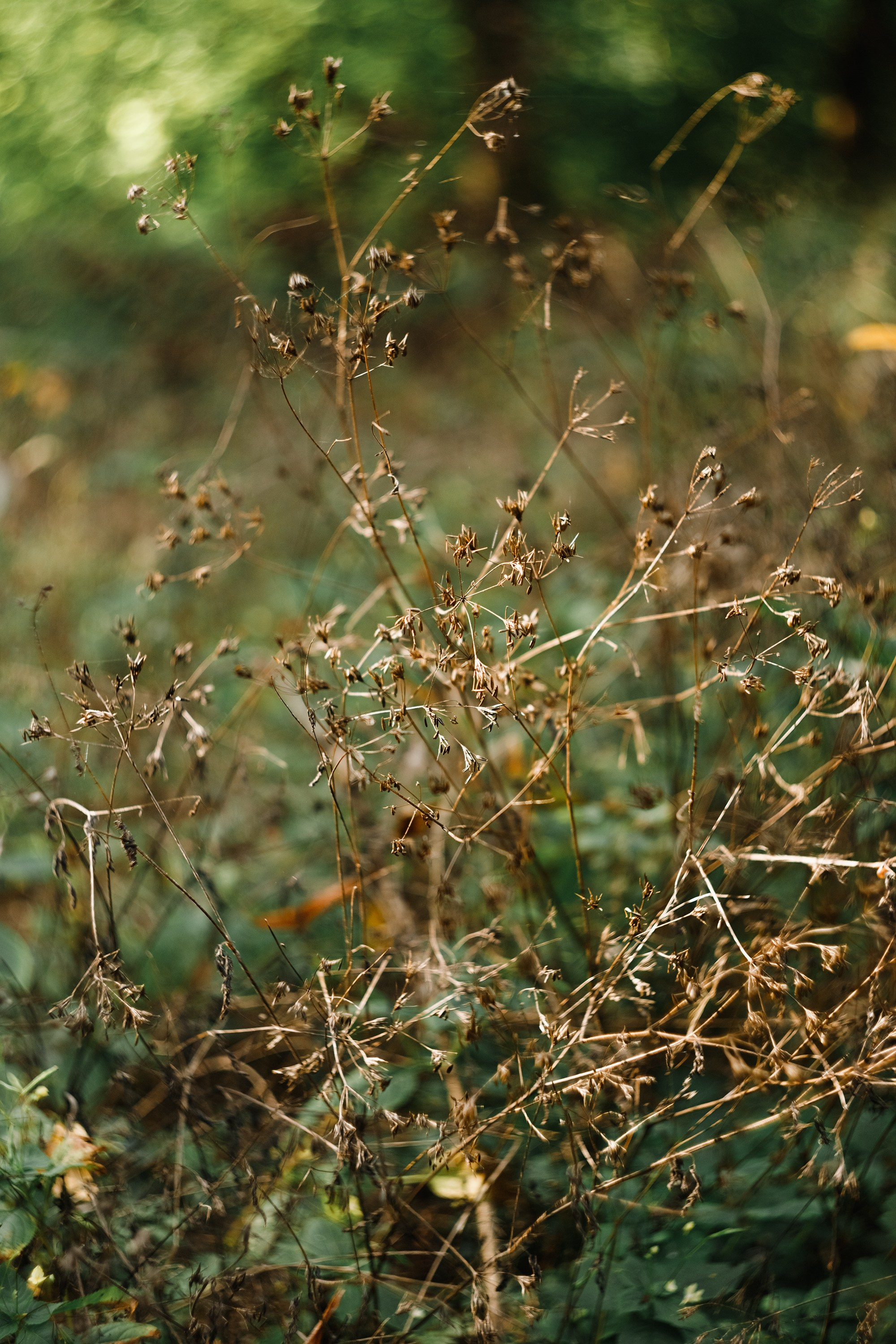 Grodno. Kaja | fotograf we Wrocławiu | ludzie i psy