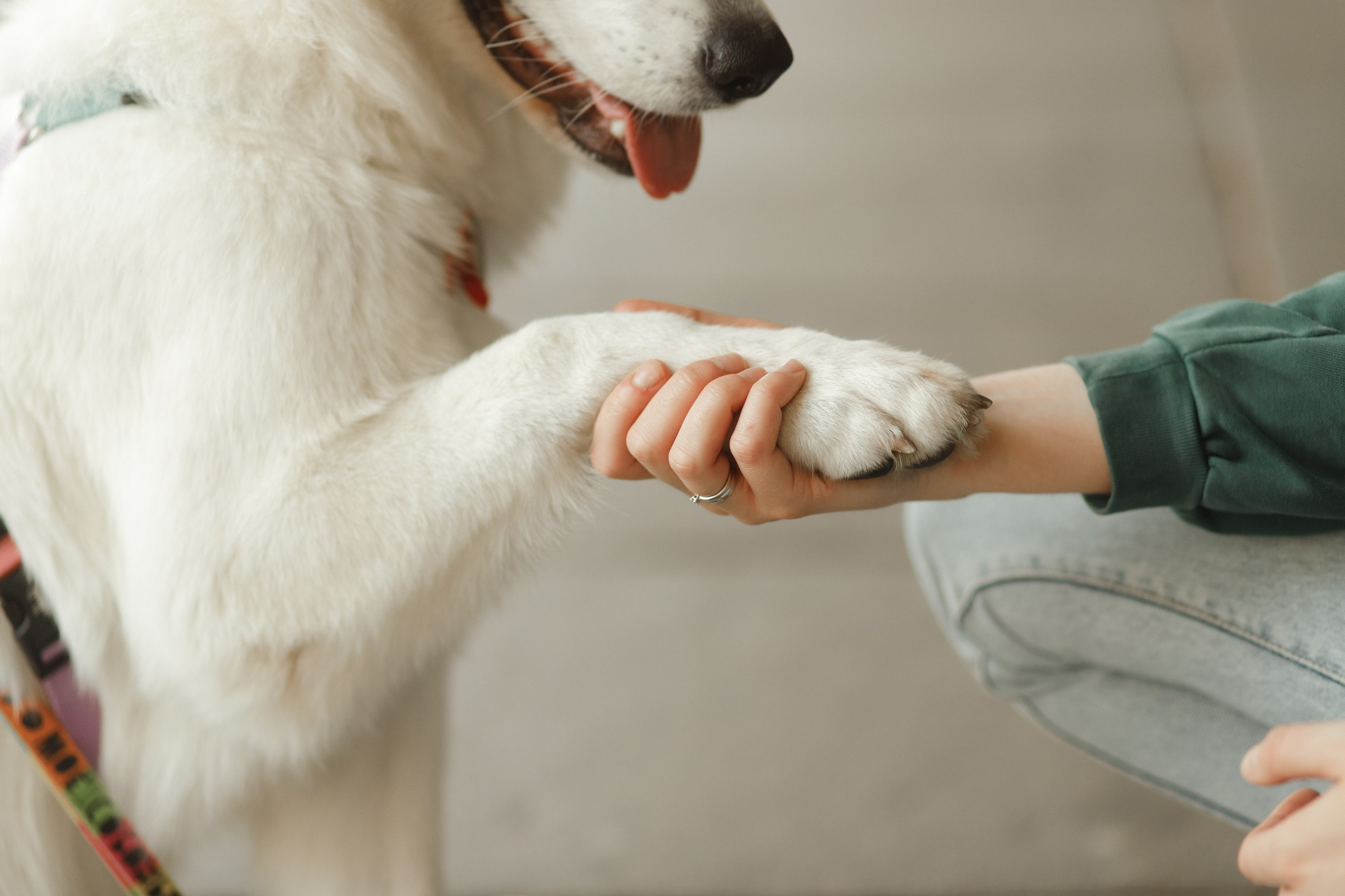 Astra in Leipzig. Kaja | fotograf we Wrocławiu | ludzie i psy