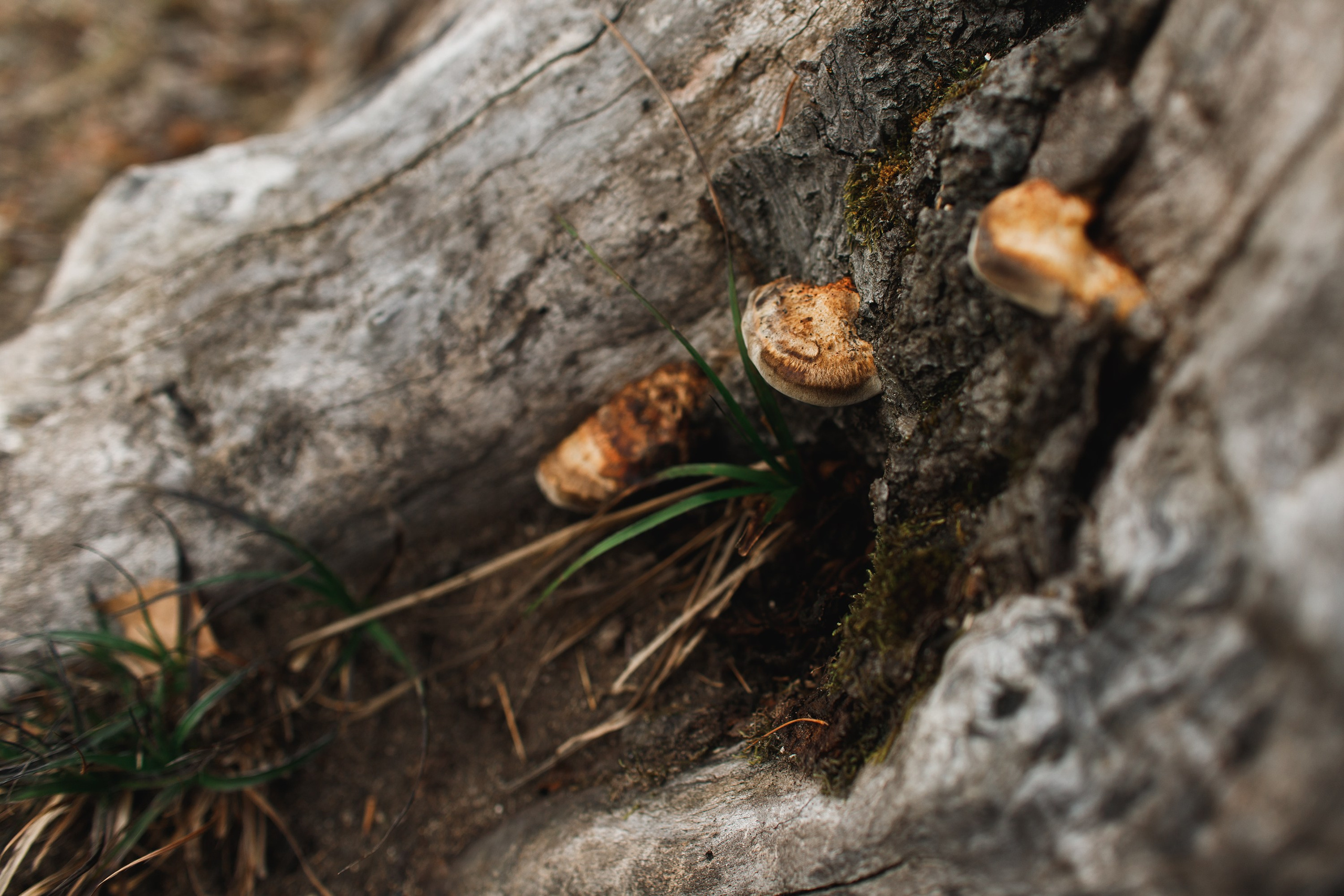 Sowie góry. Kaja | fotograf we Wrocławiu | ludzie i psy