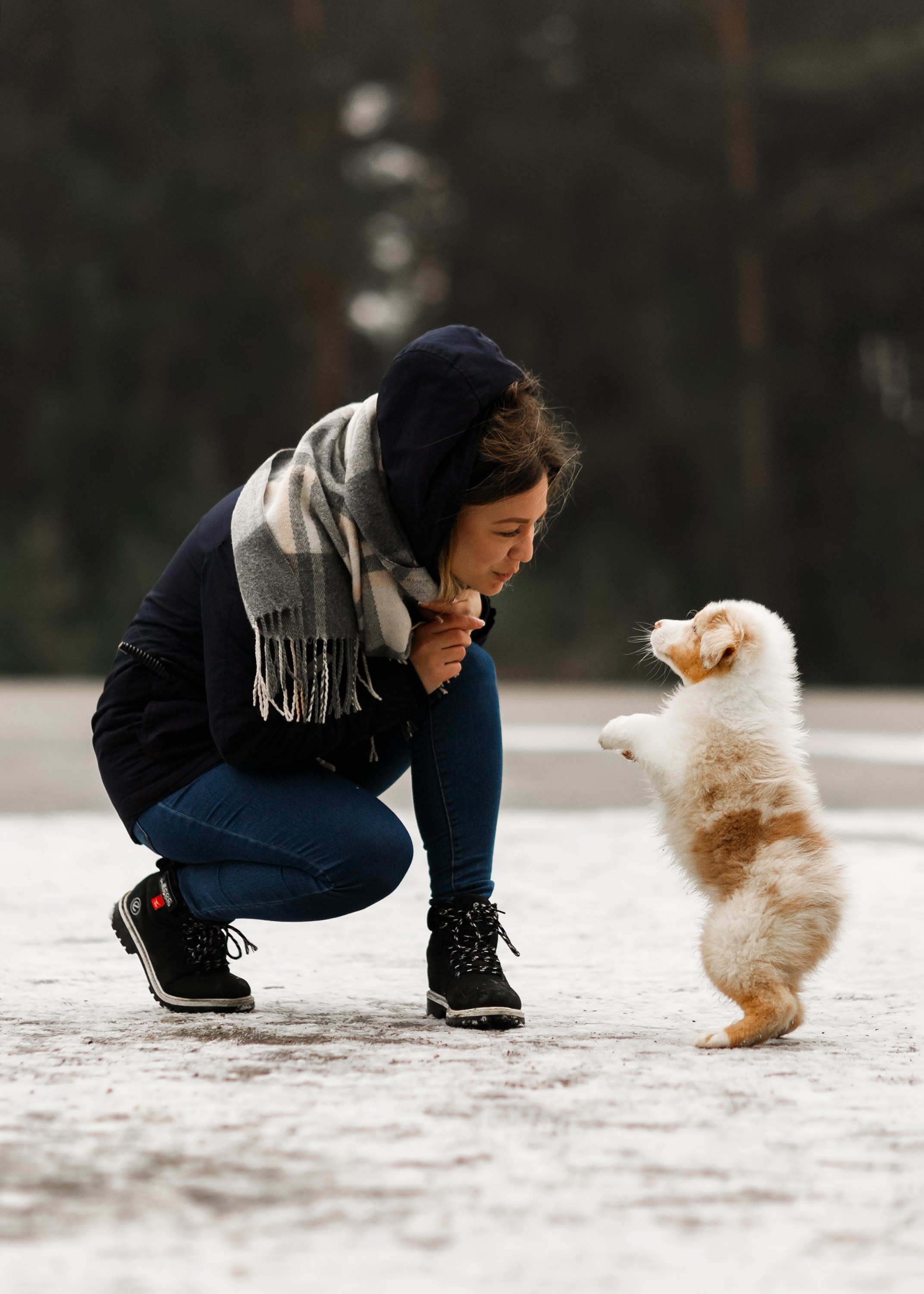 Pack of aussie puppies. Kaja | fotograf psów we Wrocławiu