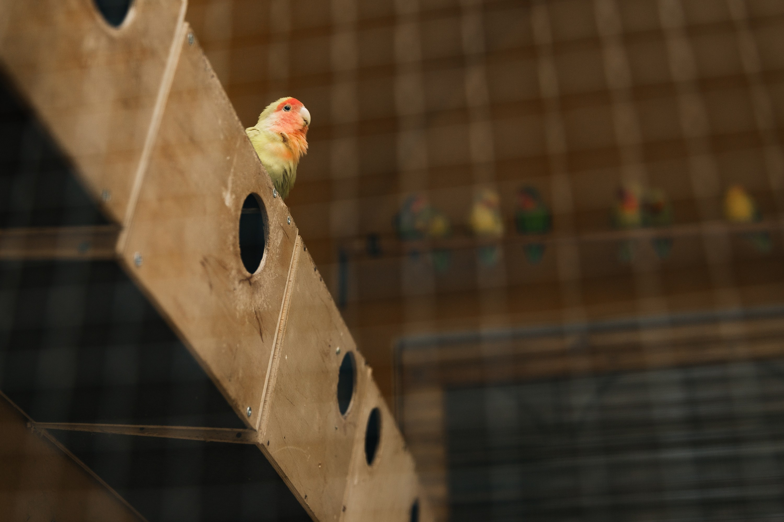 Oleśnica castle. Kaja | fotograf psów we Wrocławiu