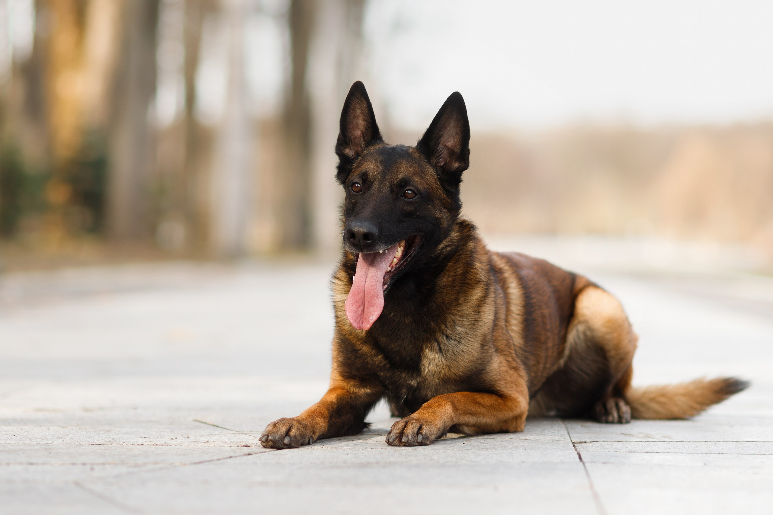 Autumn photo day for dog handler. Kaja | fotograf we Wrocławiu | ludzie i psy