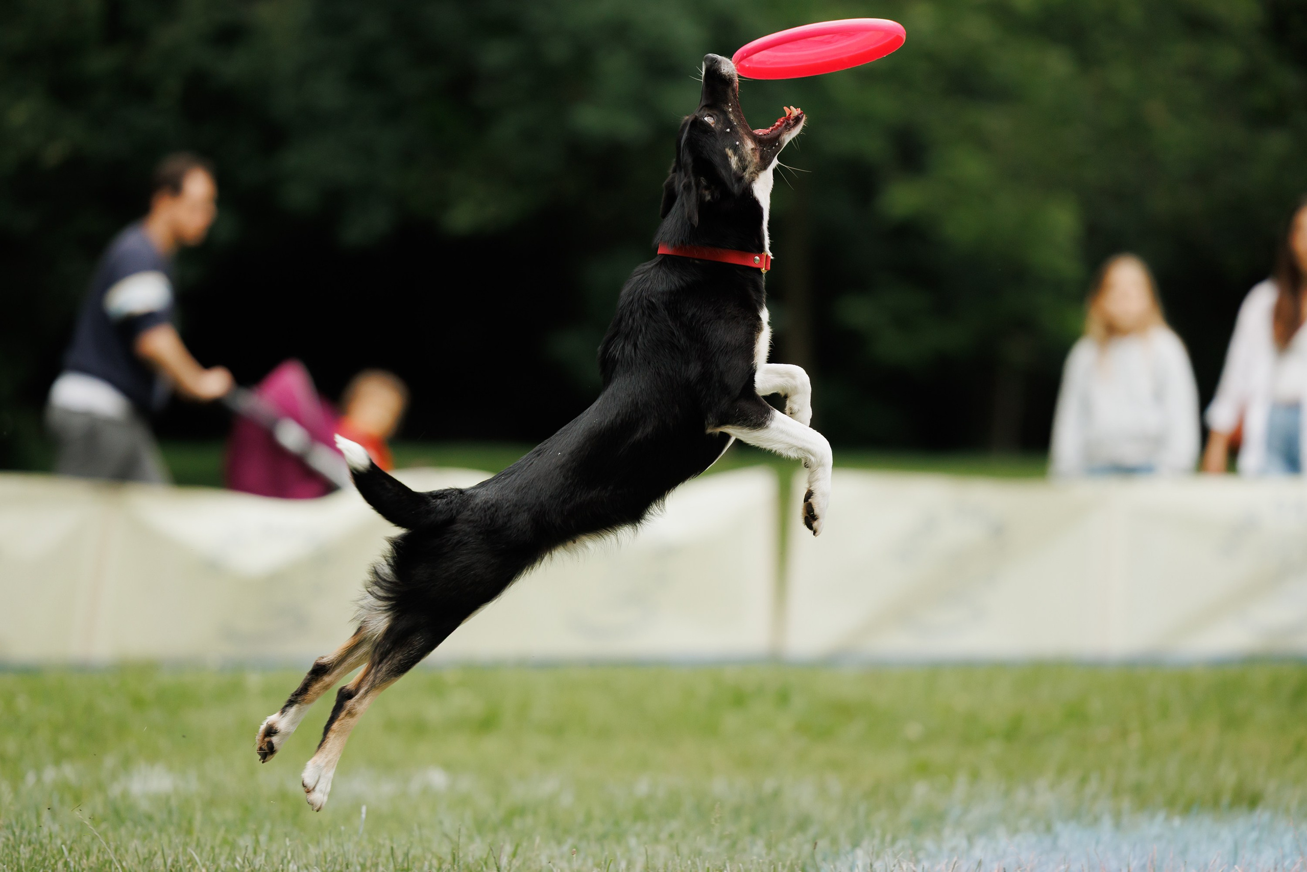Latające psy, Wrocław'25. Kaja | fotograf psów we Wrocławiu