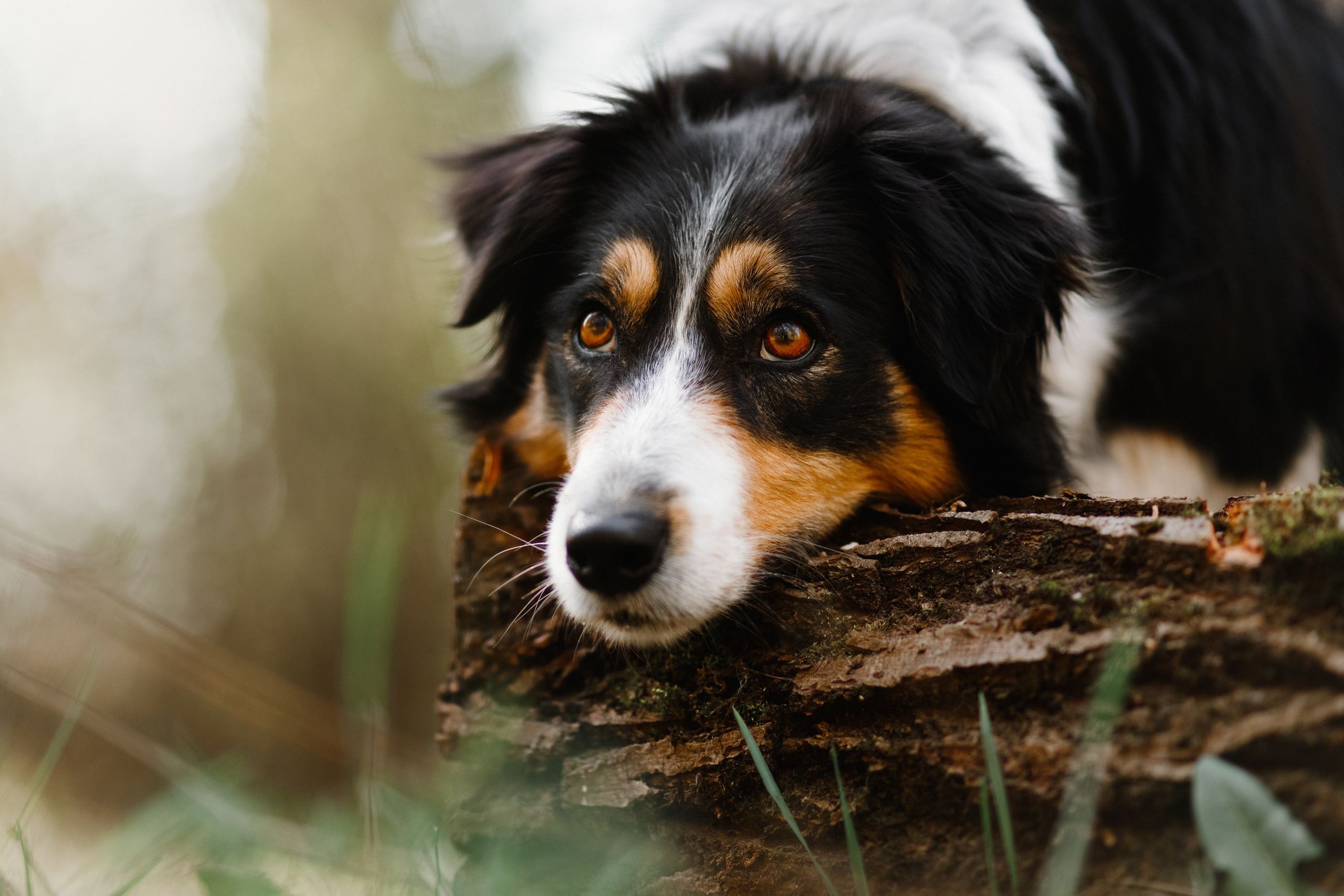 Dog trainer blog content. Kaja | fotograf we Wrocławiu | ludzie i psy