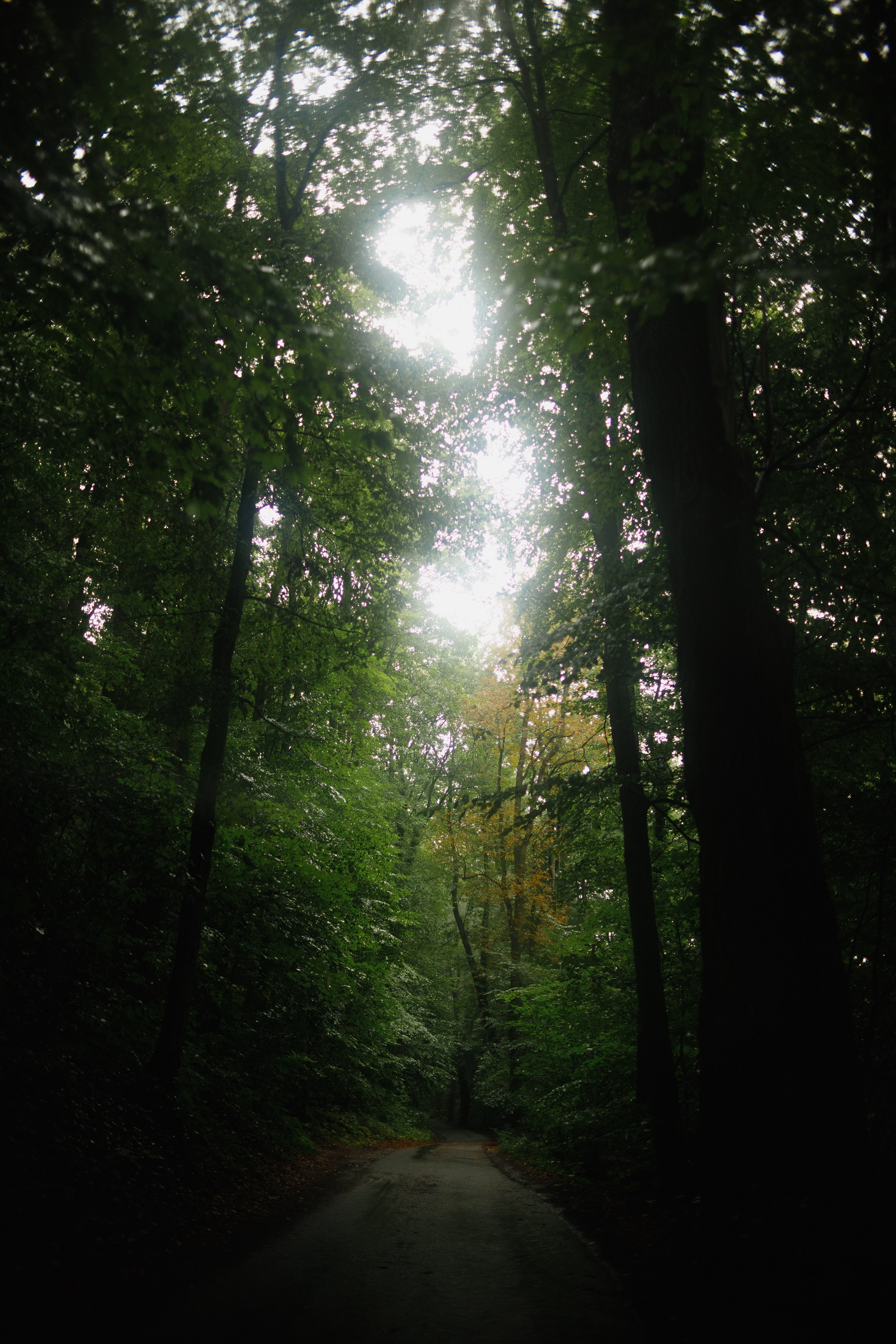 Zamek Grodziec. Kaja | fotograf psów we Wrocławiu