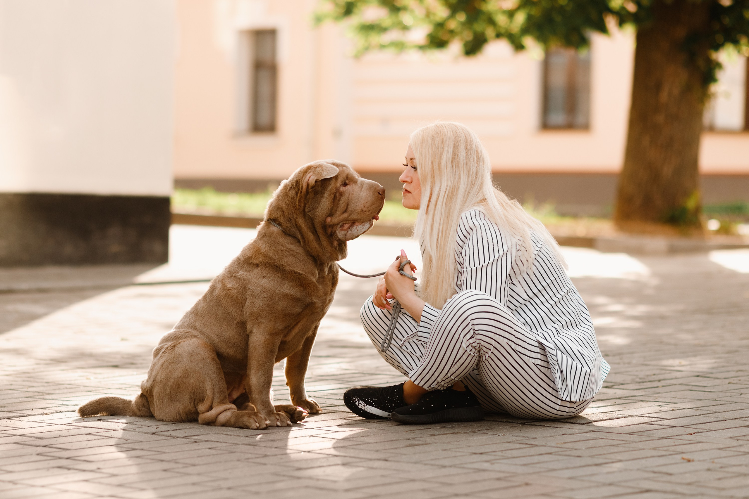 Shar pei in the city. Kaja | fotograf psów we Wrocławiu