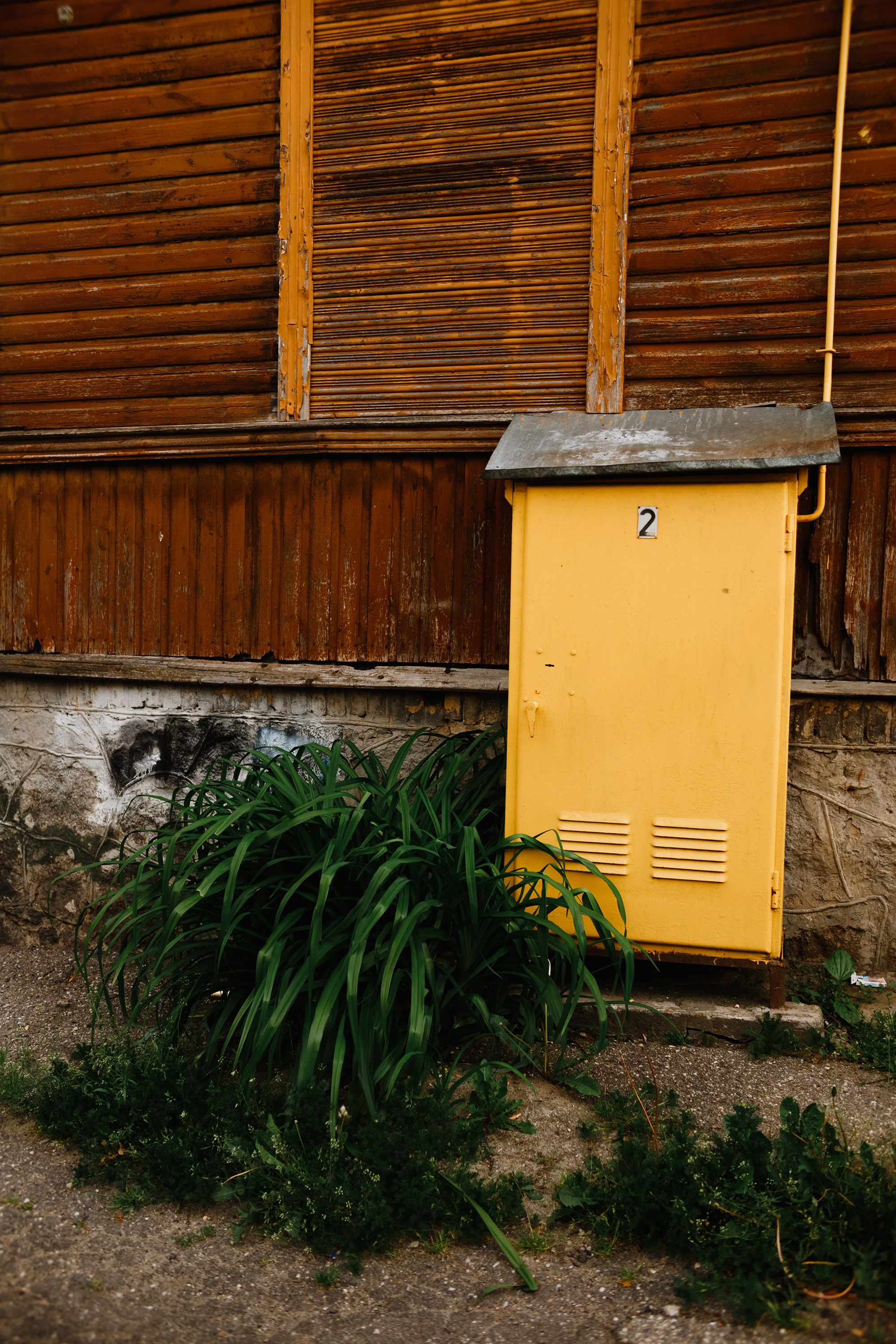 Grodno. Kaja | fotograf we Wrocławiu | ludzie i psy