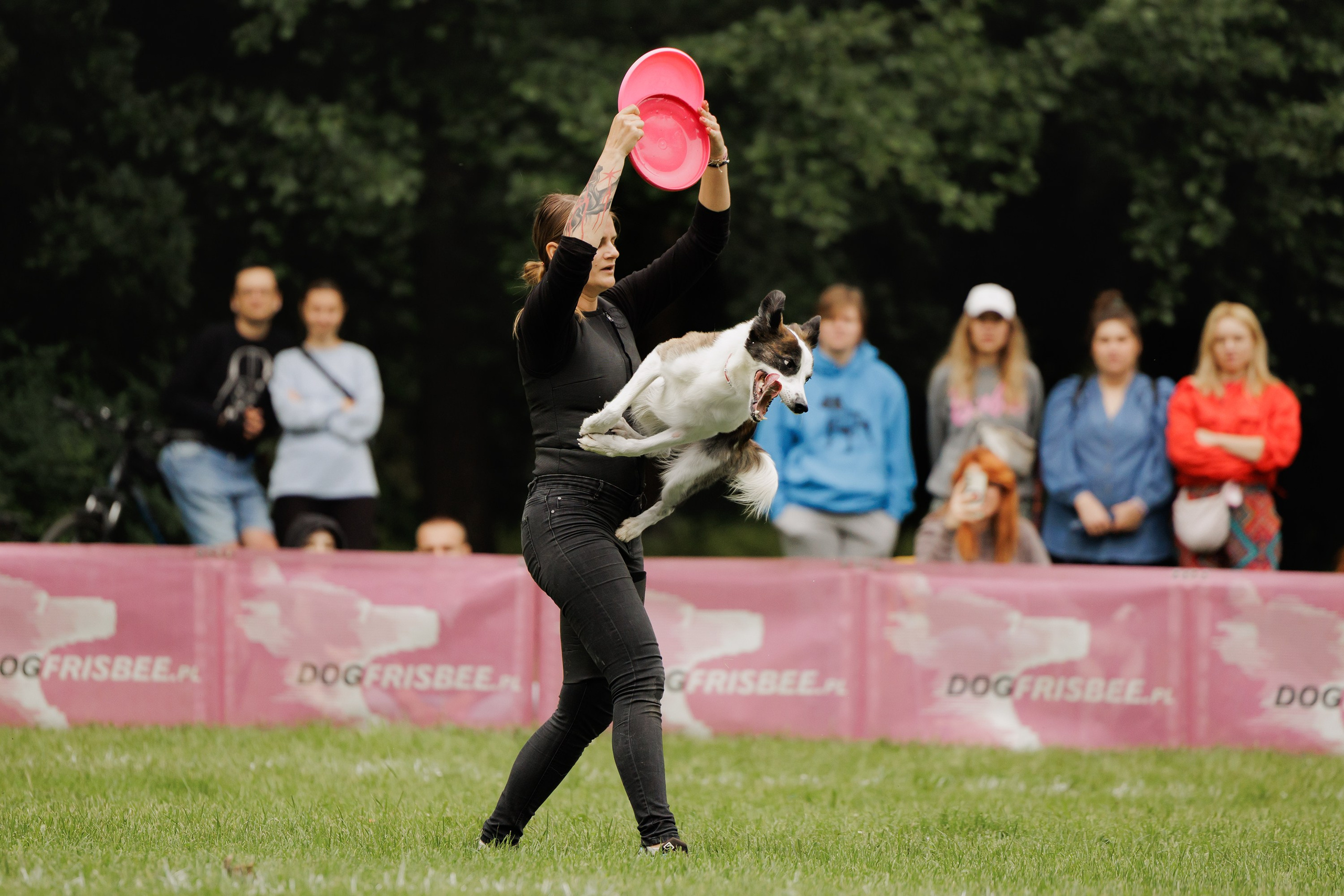 Latające psy, Wrocław'25. Kaja | fotograf psów we Wrocławiu