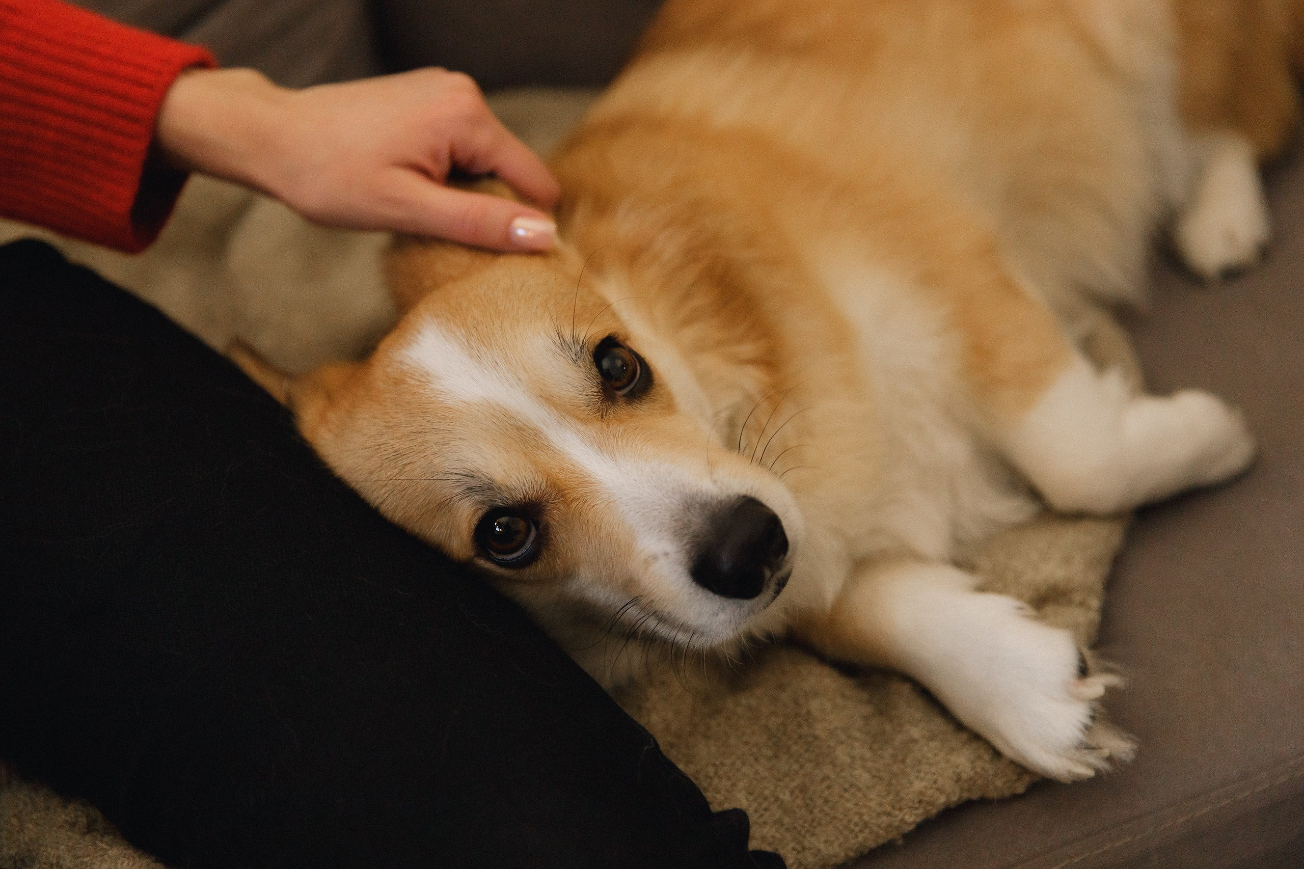 Dasha & Daisy. Kaja | fotograf psów we Wrocławiu