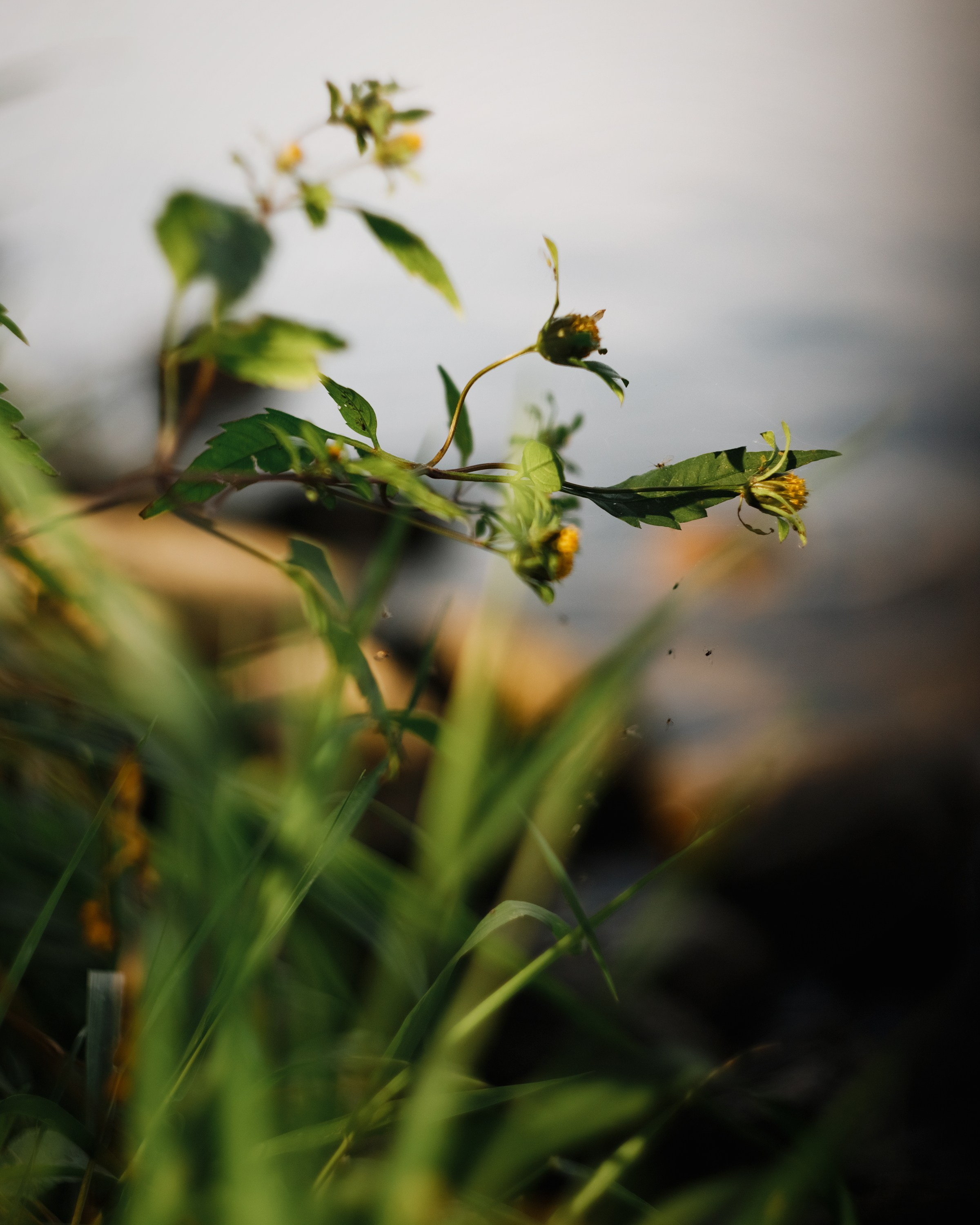 One small village in Grodno region. Kaja | fotograf we Wrocławiu | ludzie i psy