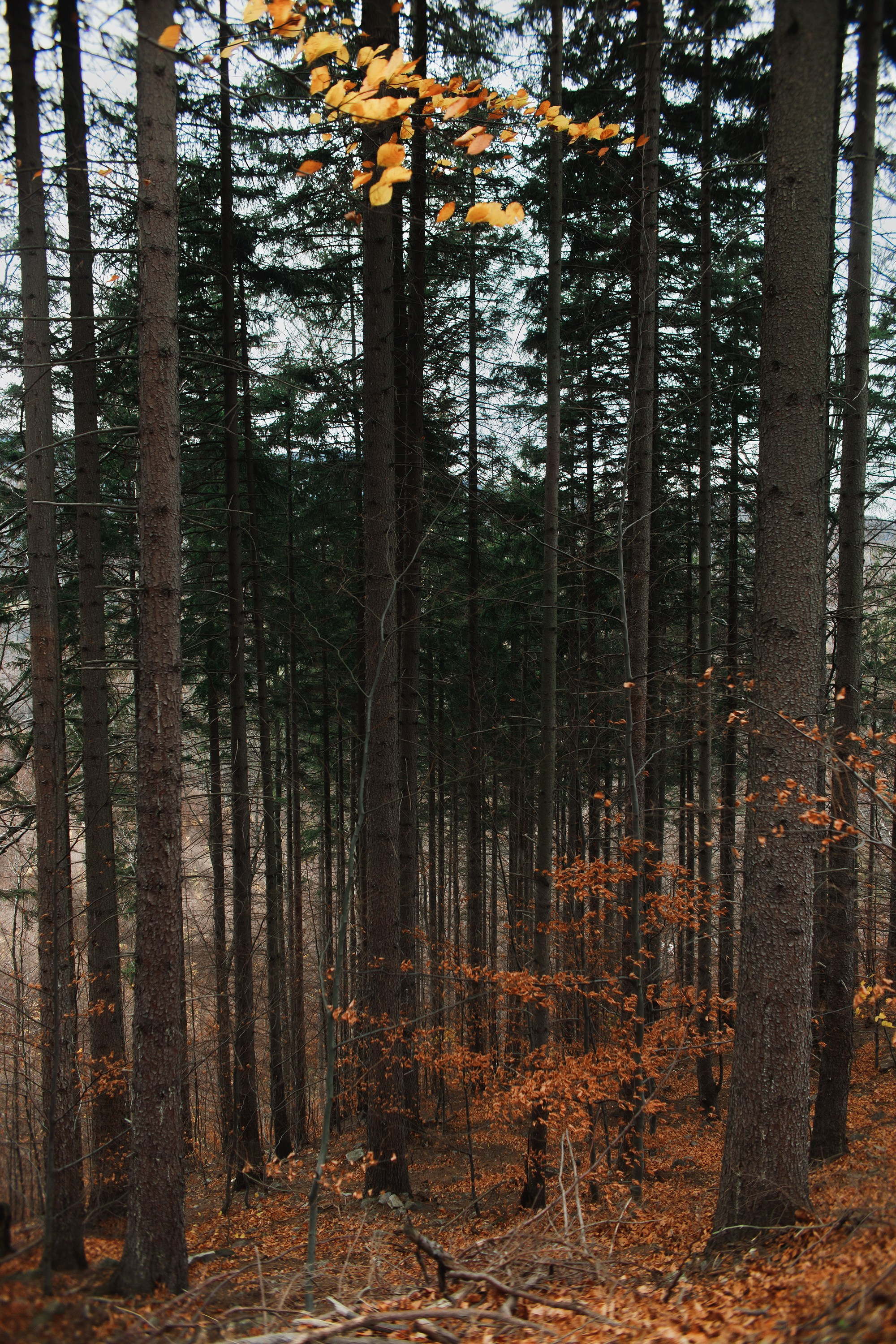 Sowie góry. Kaja | fotograf we Wrocławiu | ludzie i psy