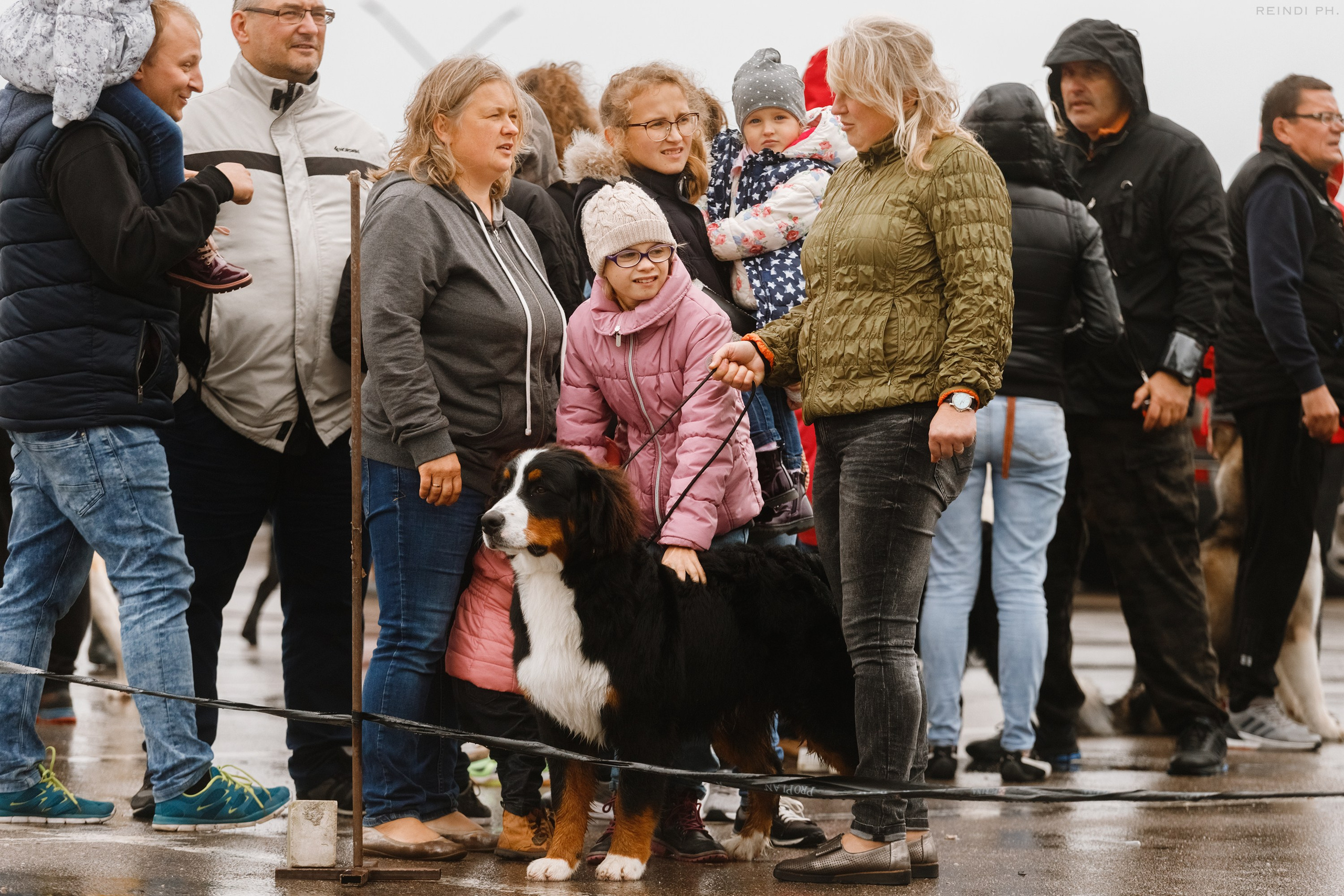 Rainy dog show in Grodno. Kaja | fotograf we Wrocławiu | ludzie i psy