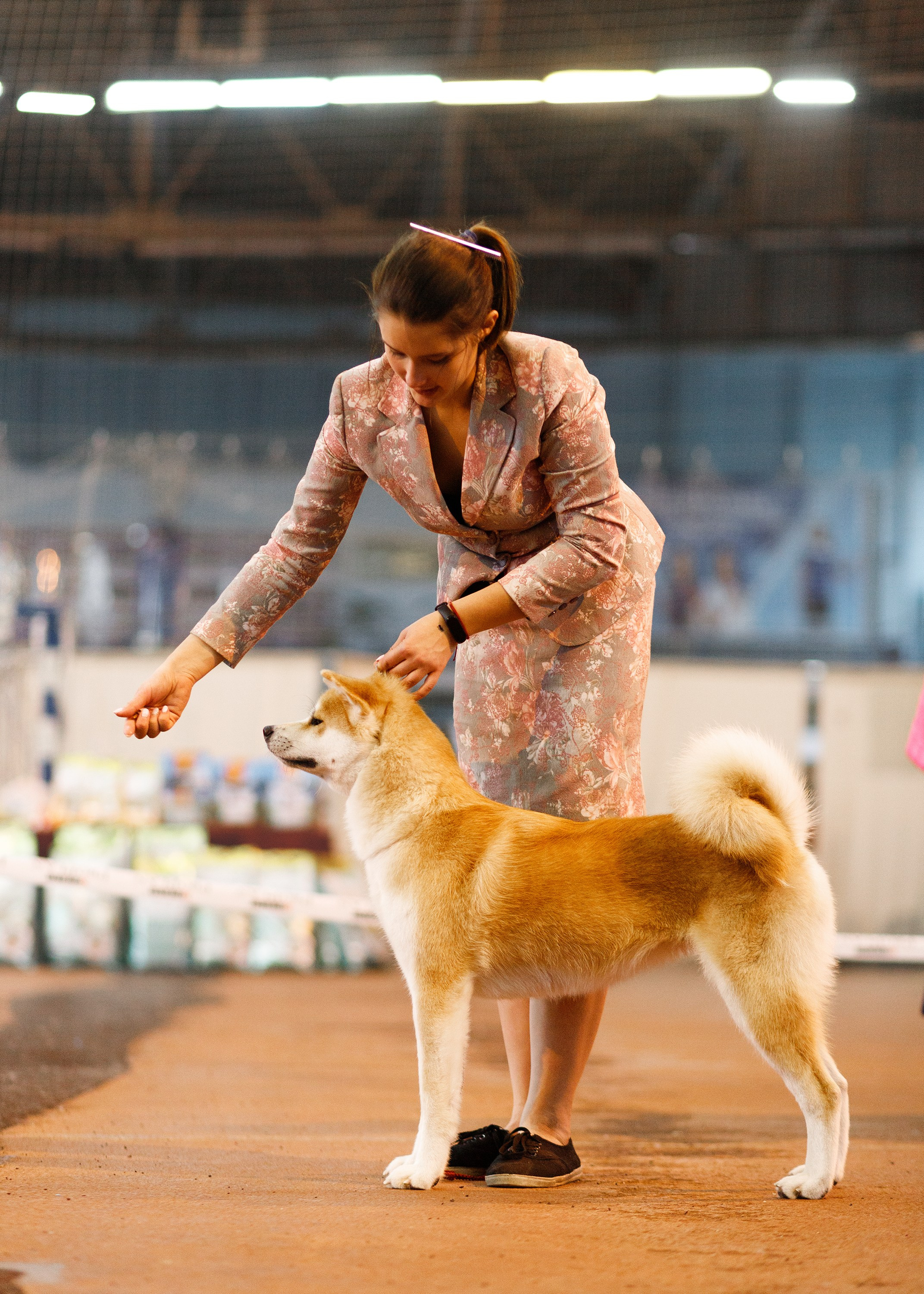 Dog shows | the best ones. Kaja | fotograf psów we Wrocławiu