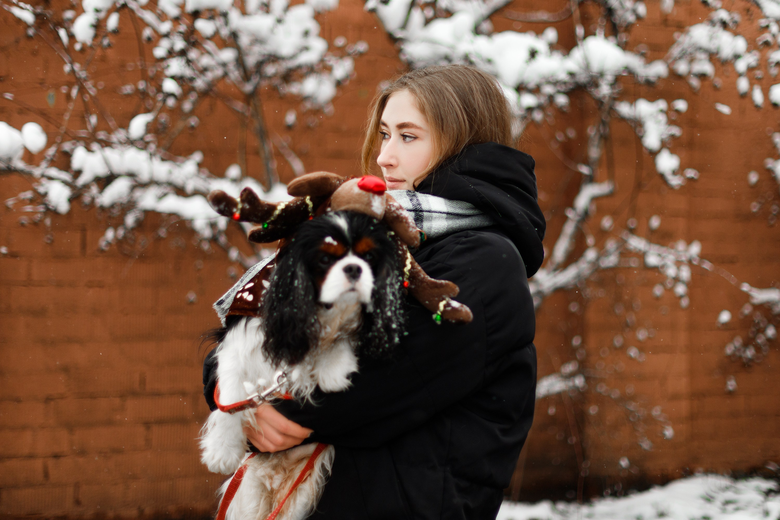 Uliana & winter spaniels. Kaja | fotograf psów we Wrocławiu